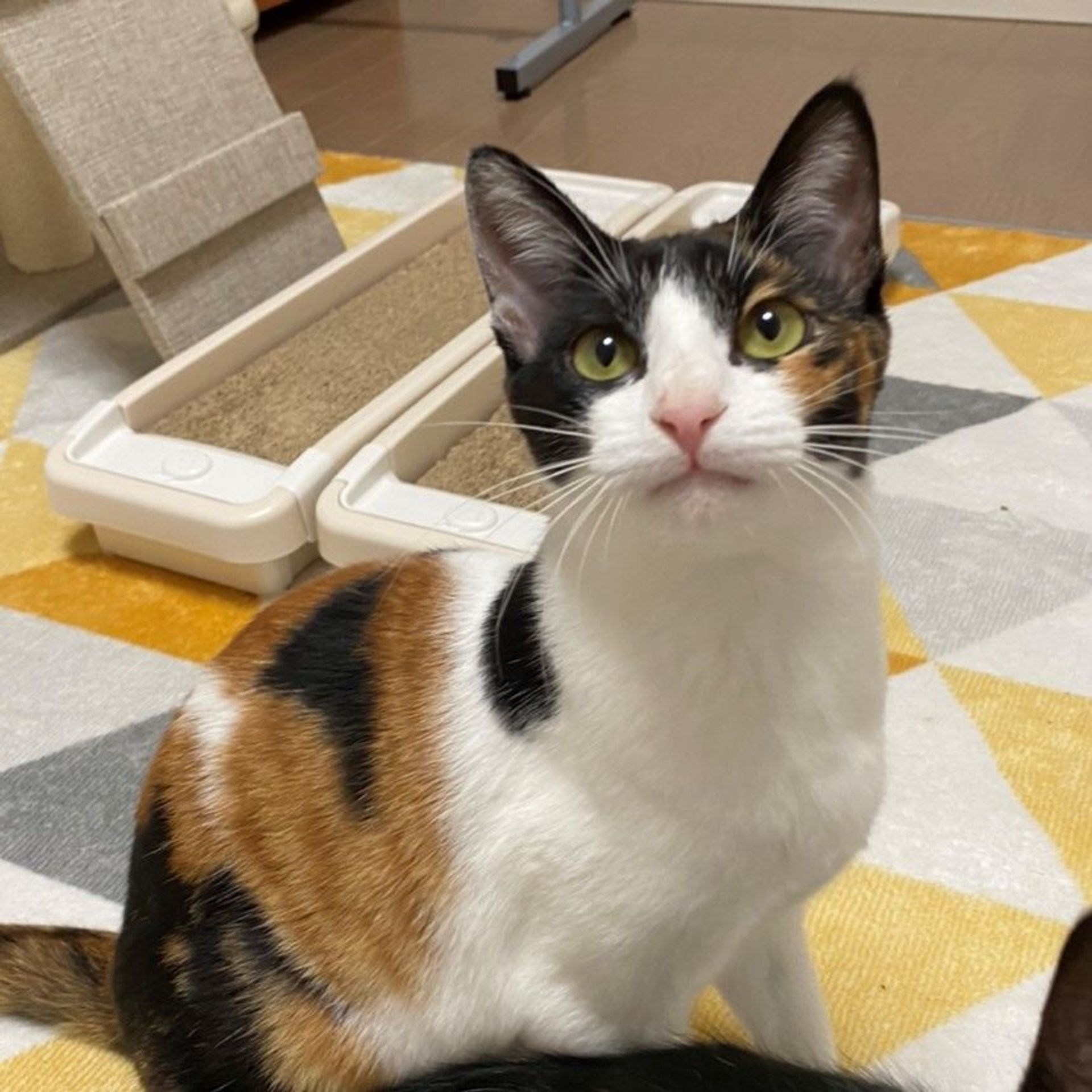 雑種（ミックス猫）・メスの里親募集の写真