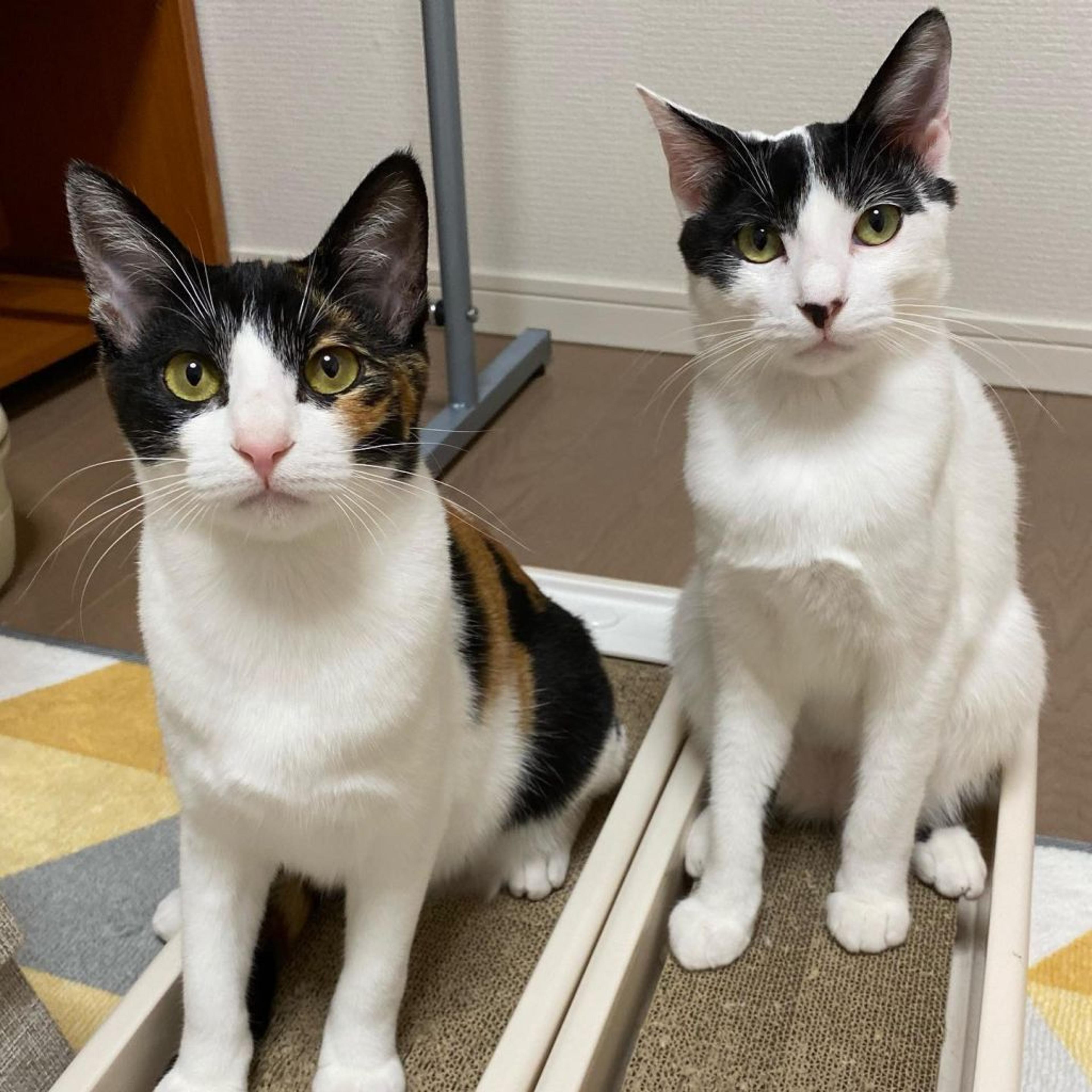 pet-image-3