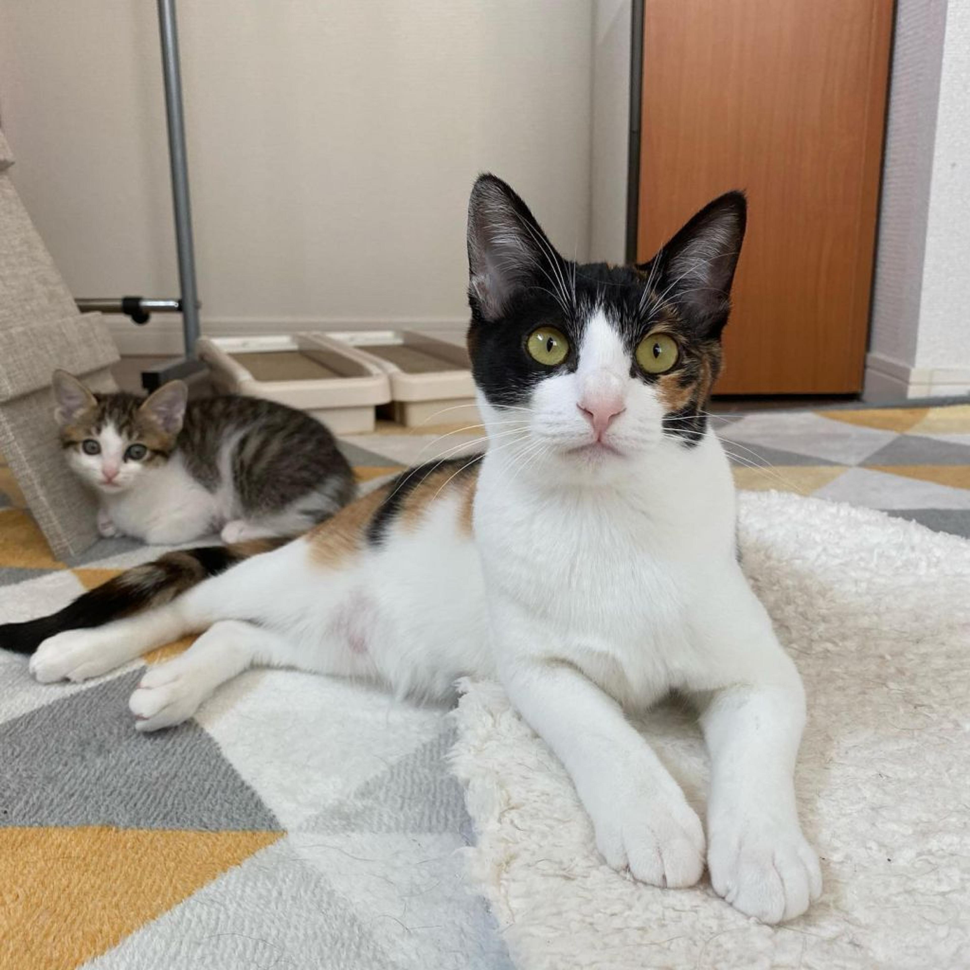 pet-image-5