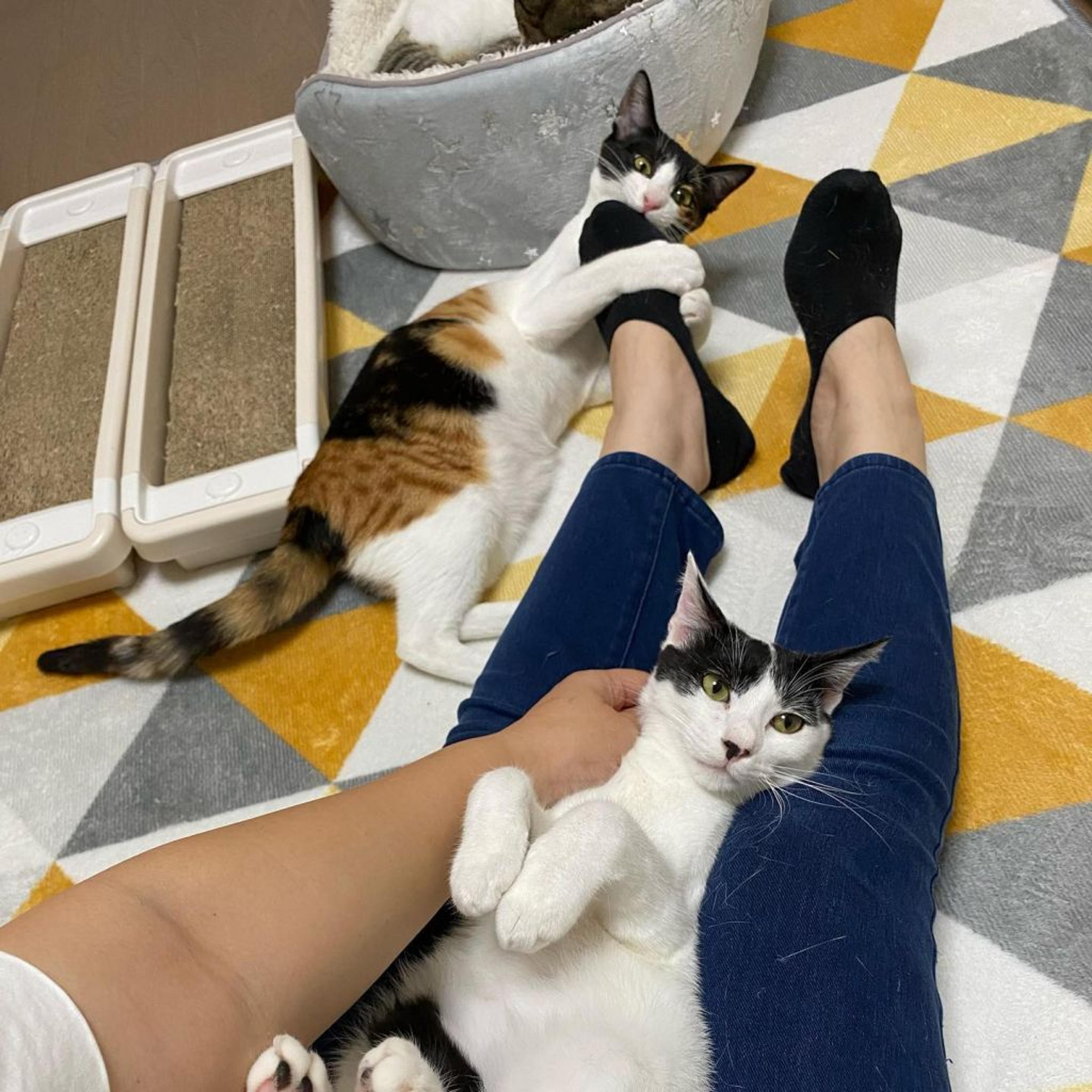 pet-image-6