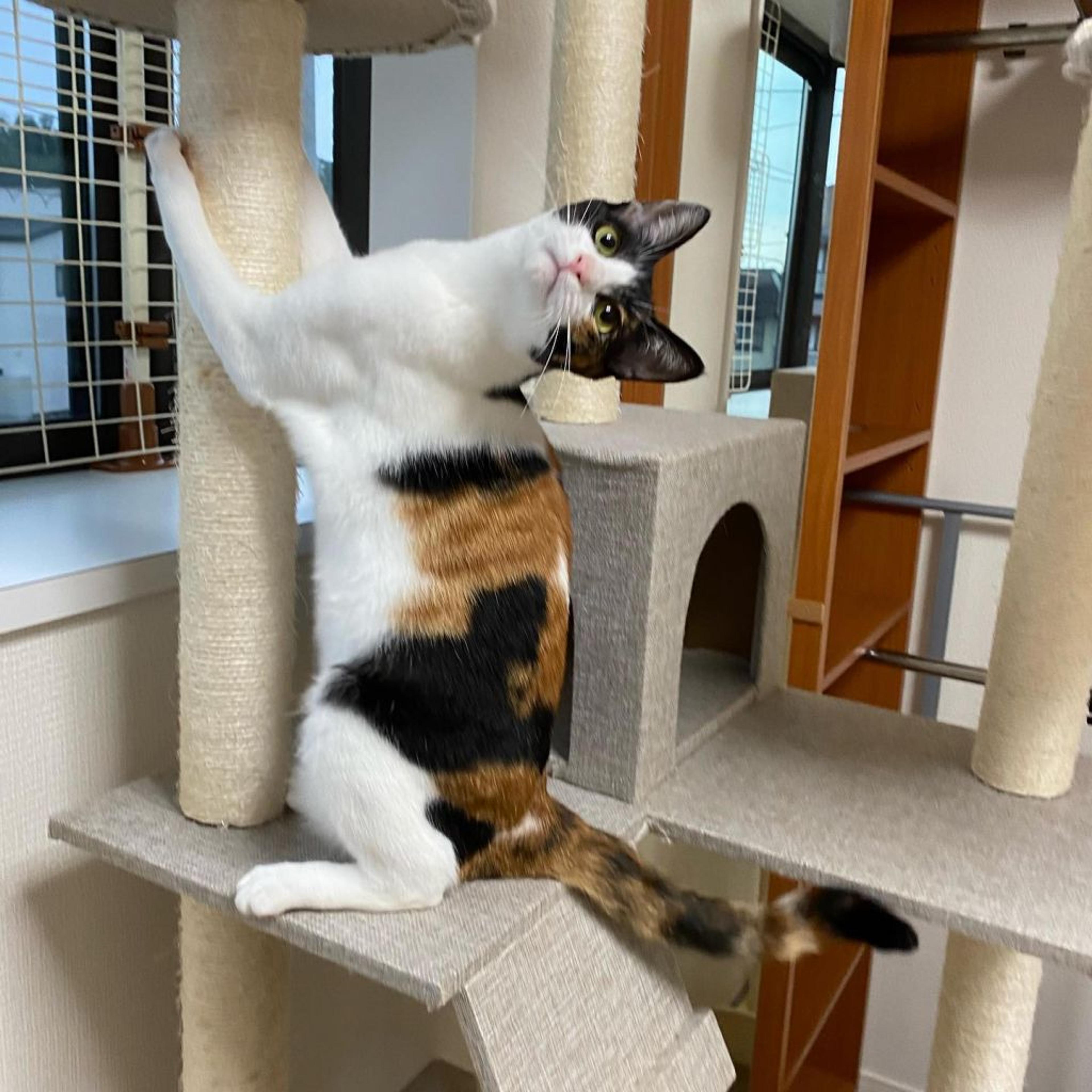 pet-image-8