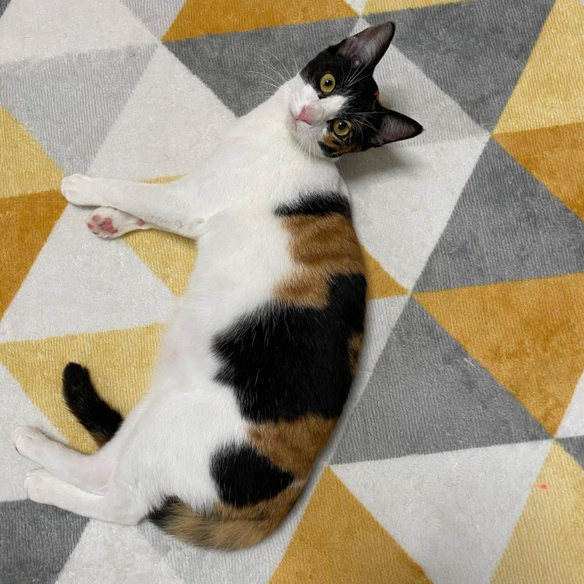 pet-image-9