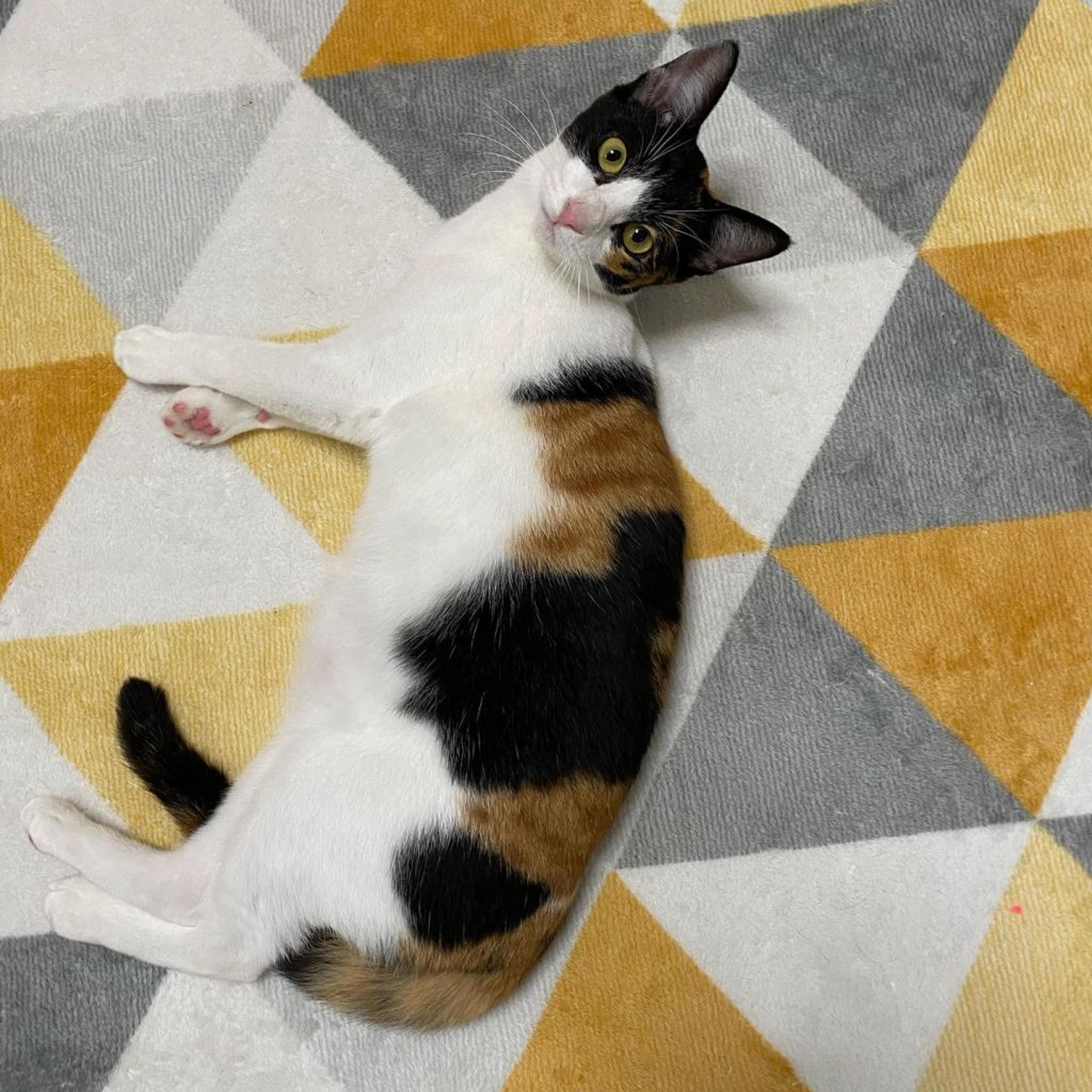pet-image-9