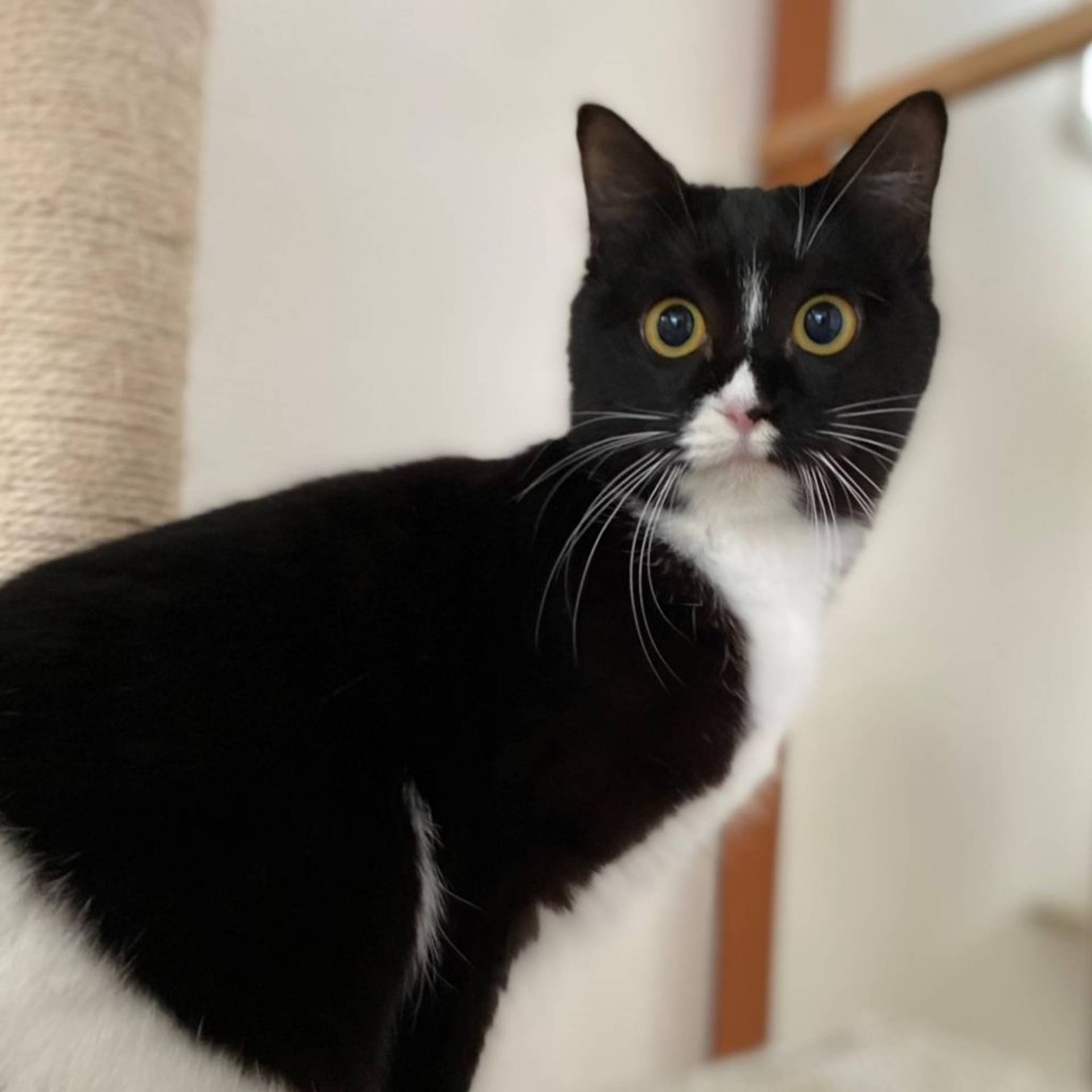 雑種（ミックス猫）・メスの里親募集の写真