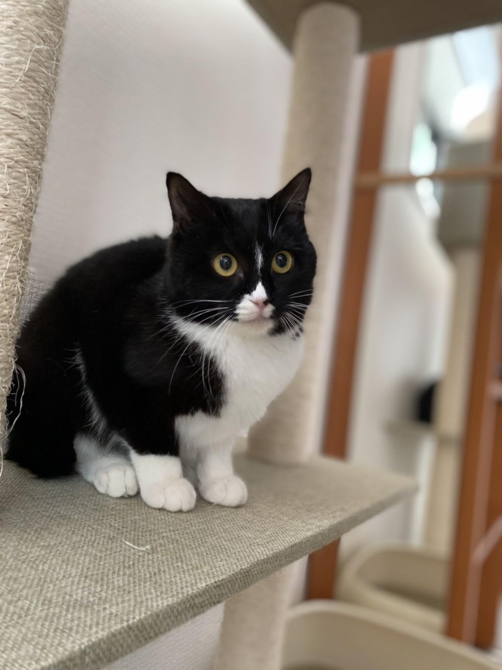 pet-image-2