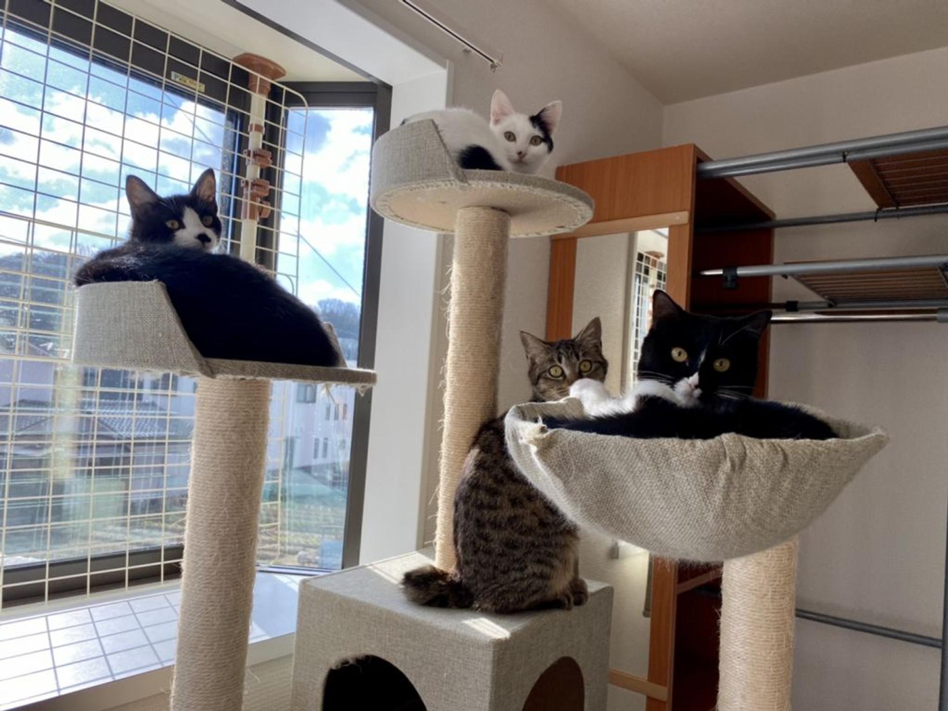 pet-image-5