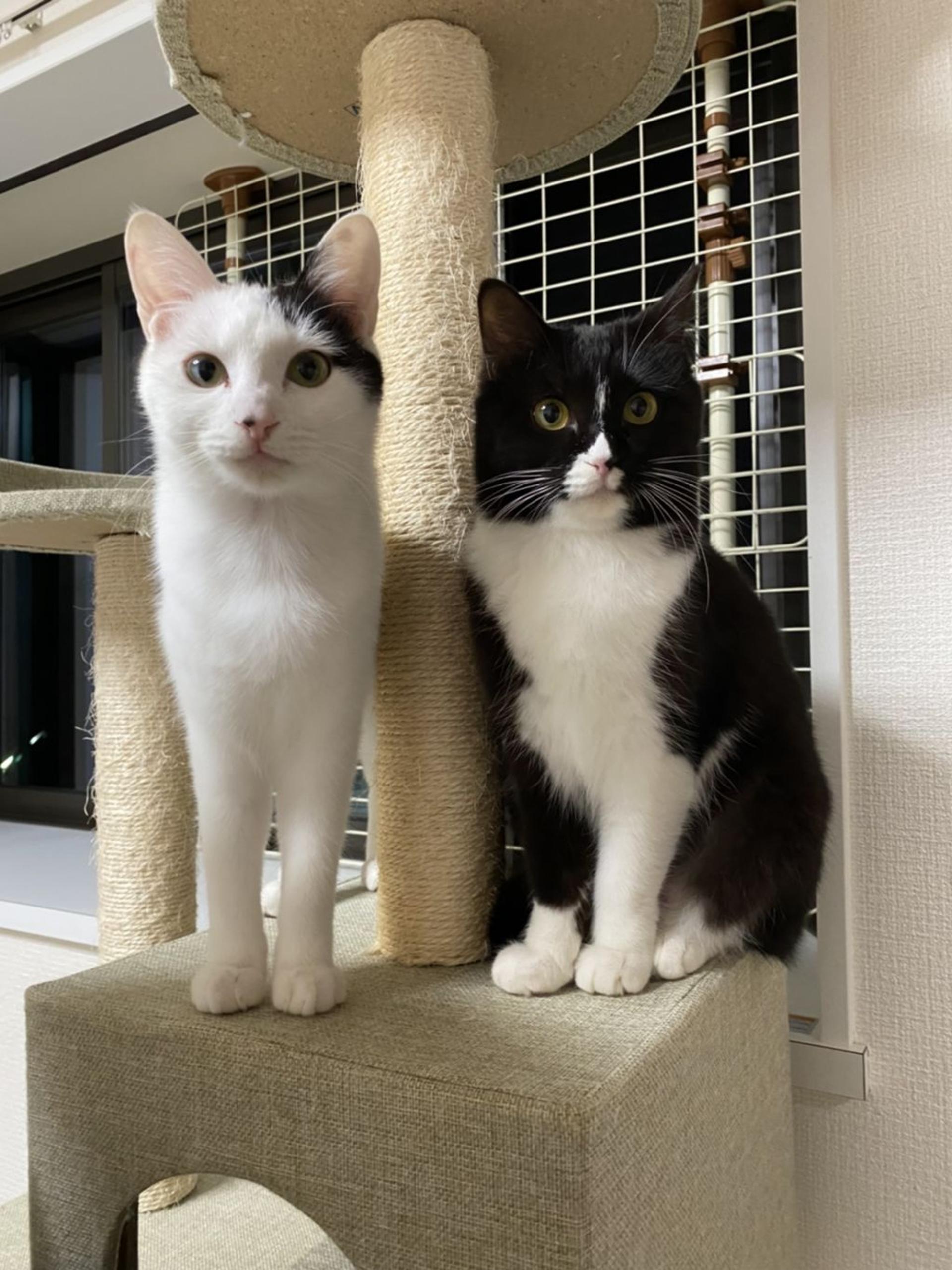 pet-image-7