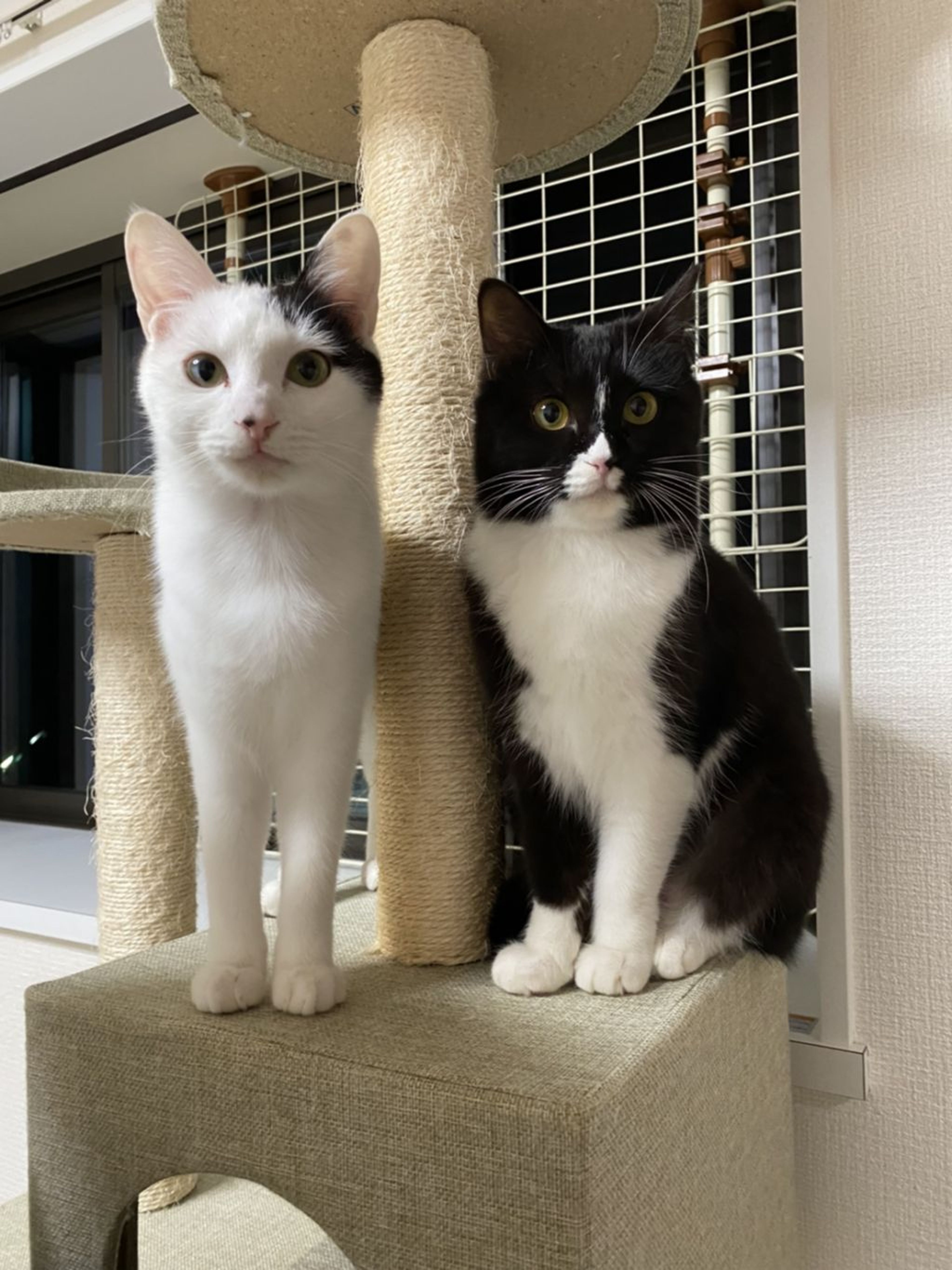 pet-image-7