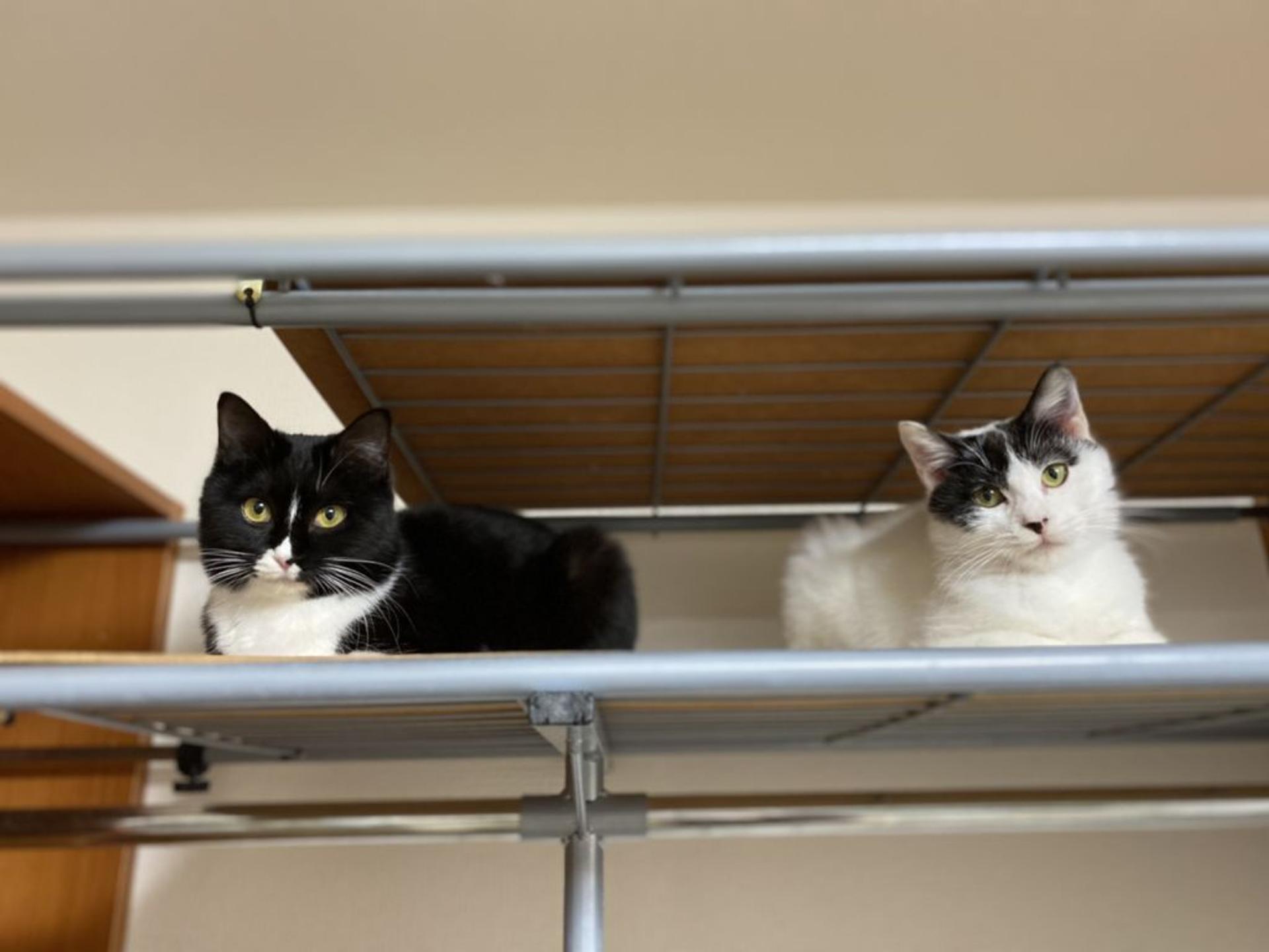 pet-image-8