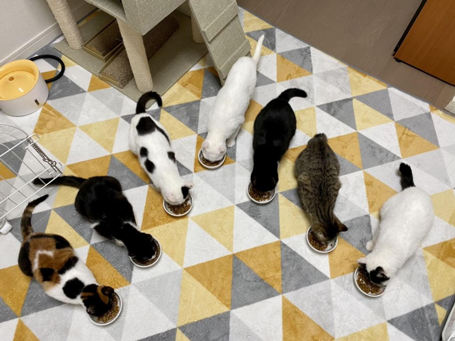 pet-image-9