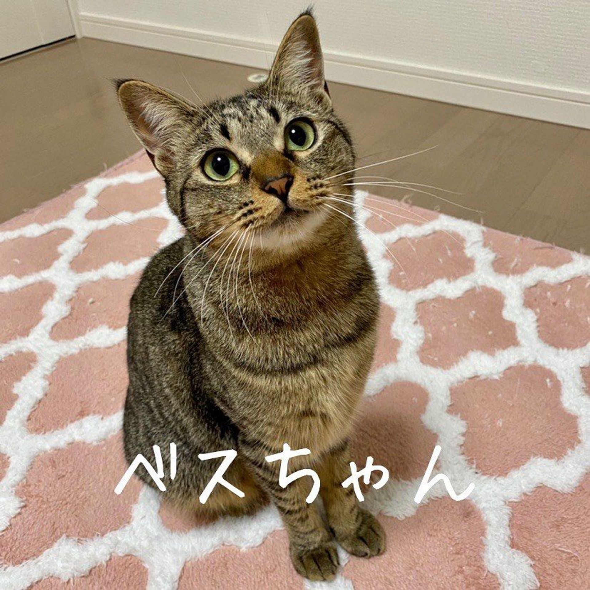 雑種（ミックス猫）・メスの里親募集の写真