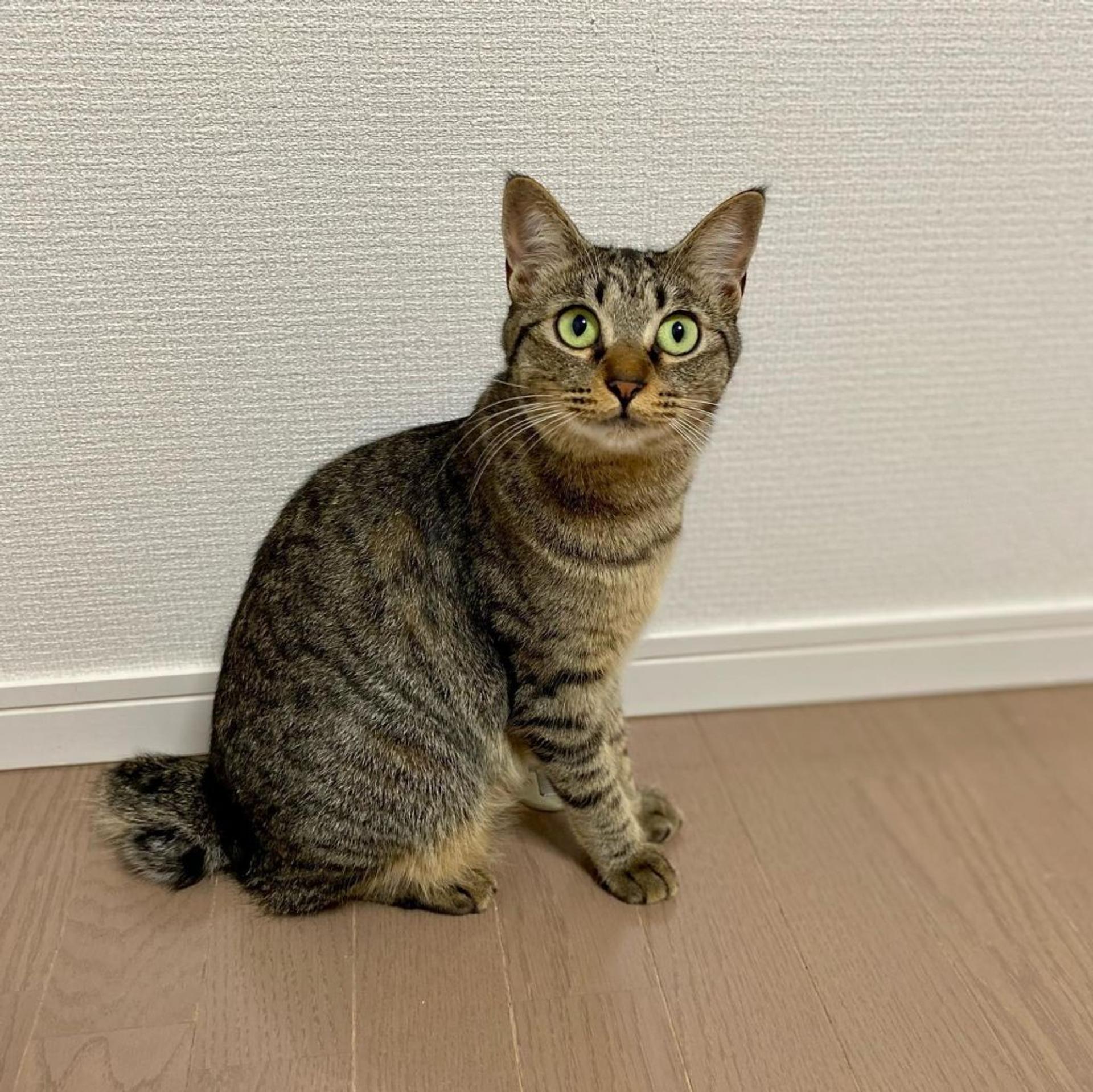 pet-image-4