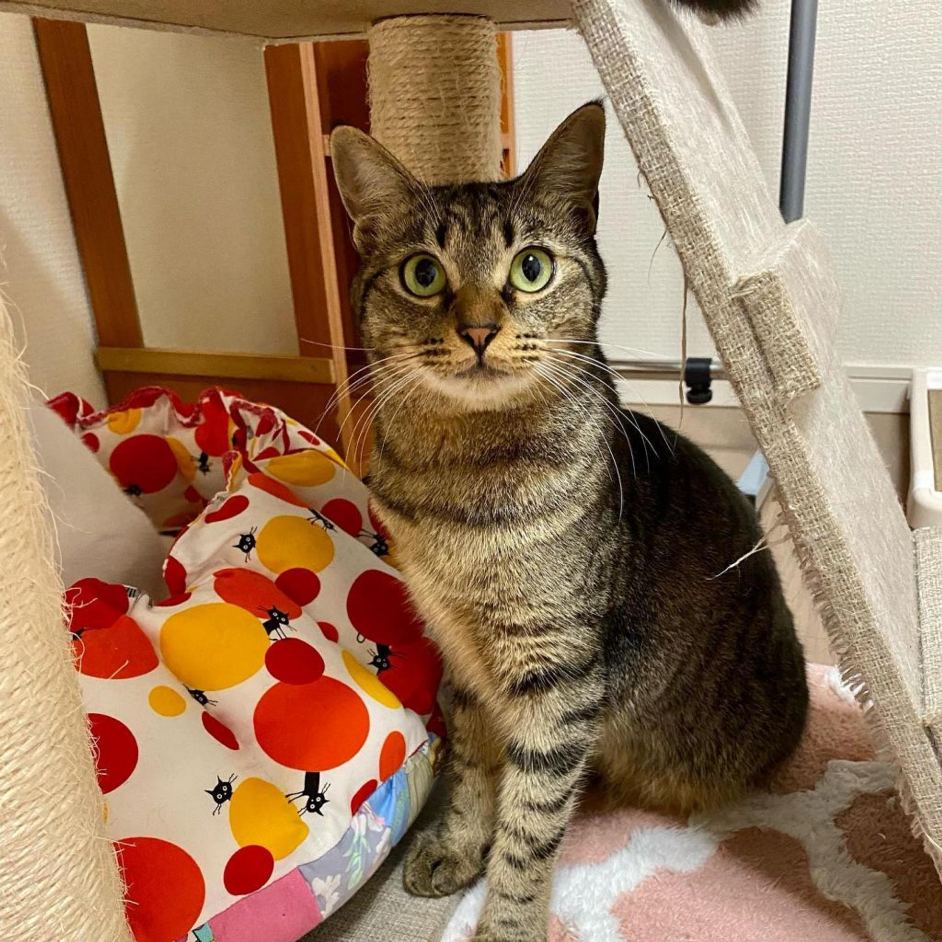 pet-image-5