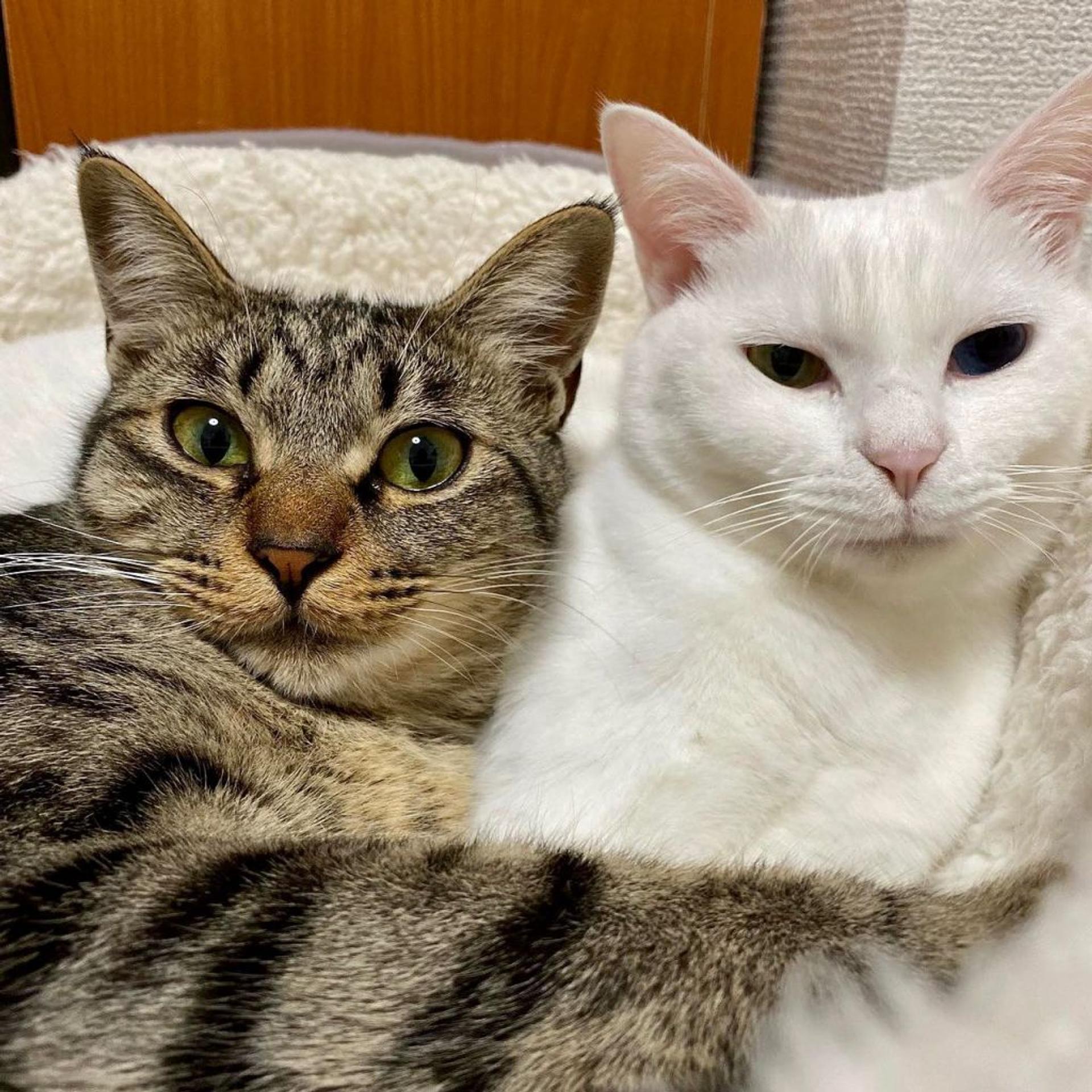 pet-image-7