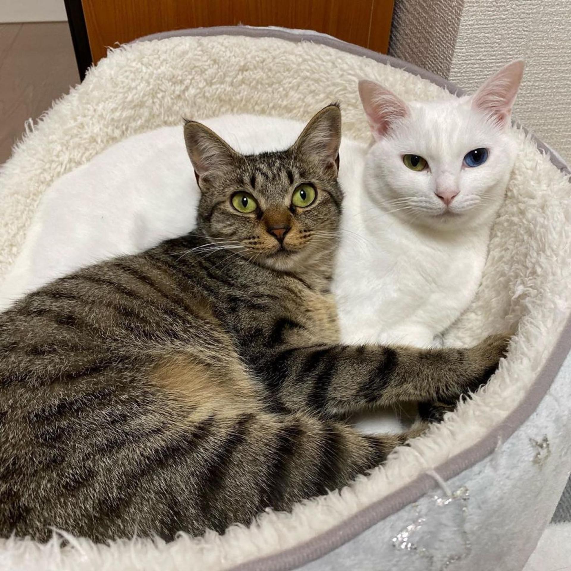 pet-image-8