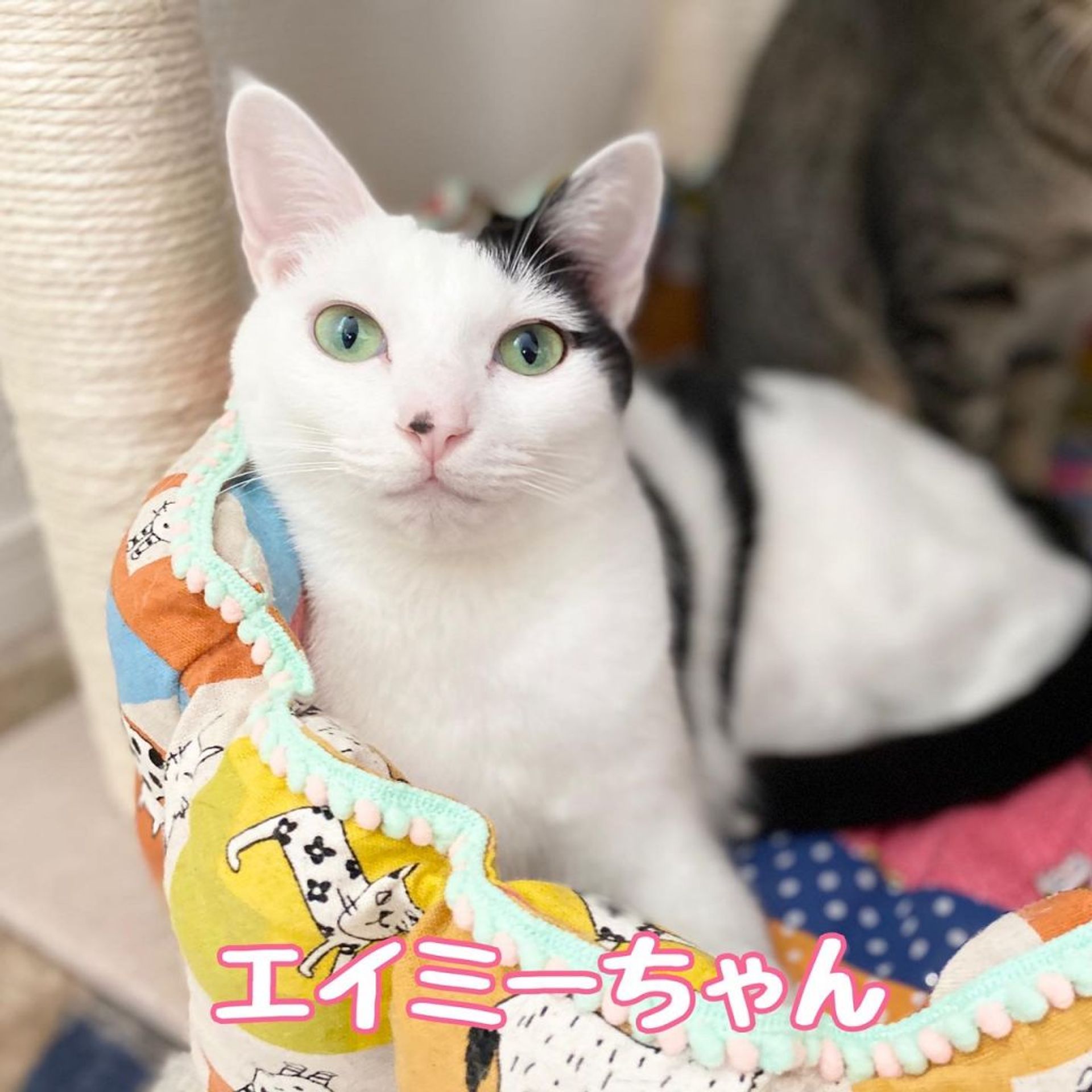 雑種（ミックス猫）・メスの里親募集の写真