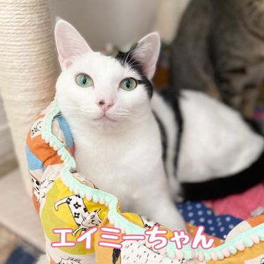 エイミーの写真