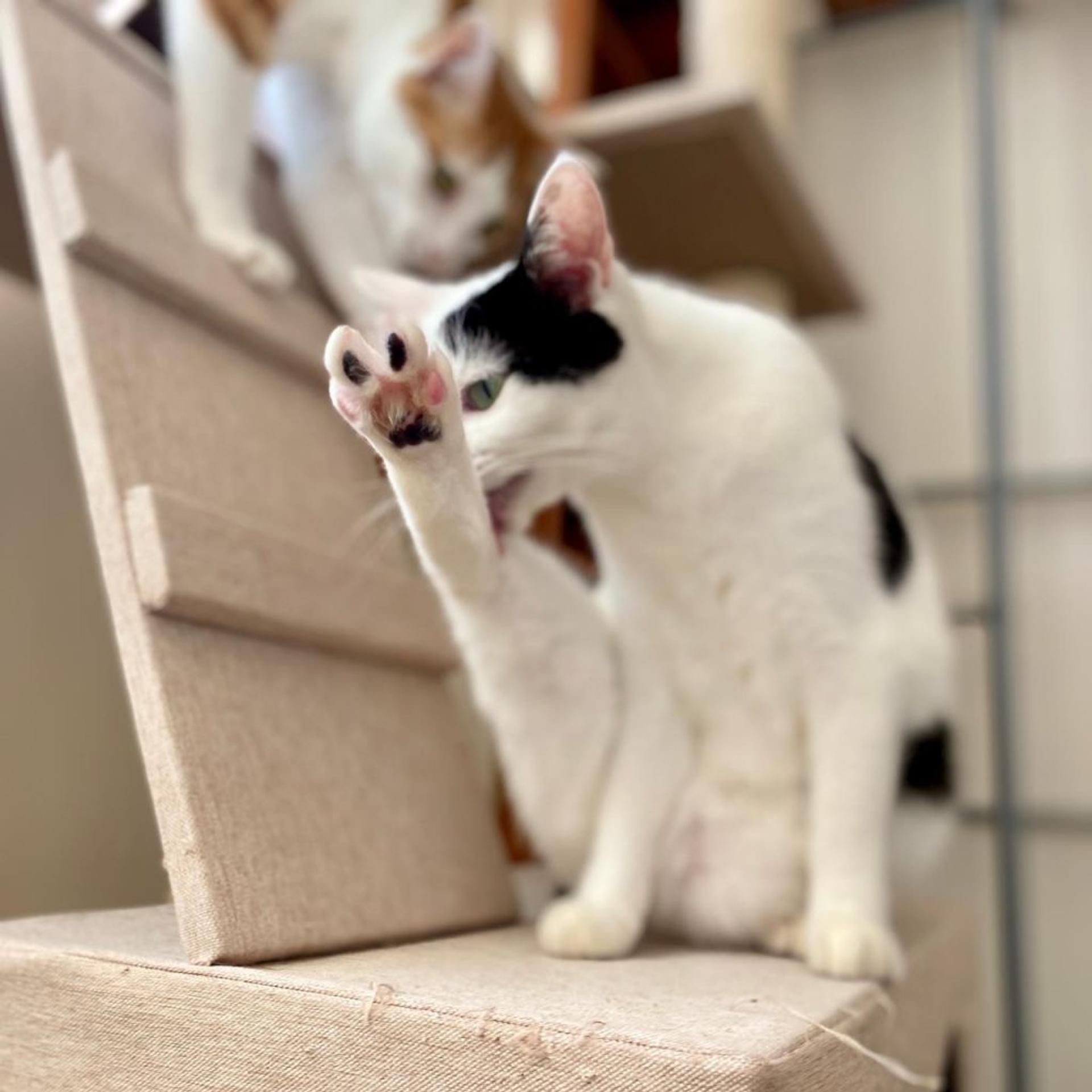 pet-image-4