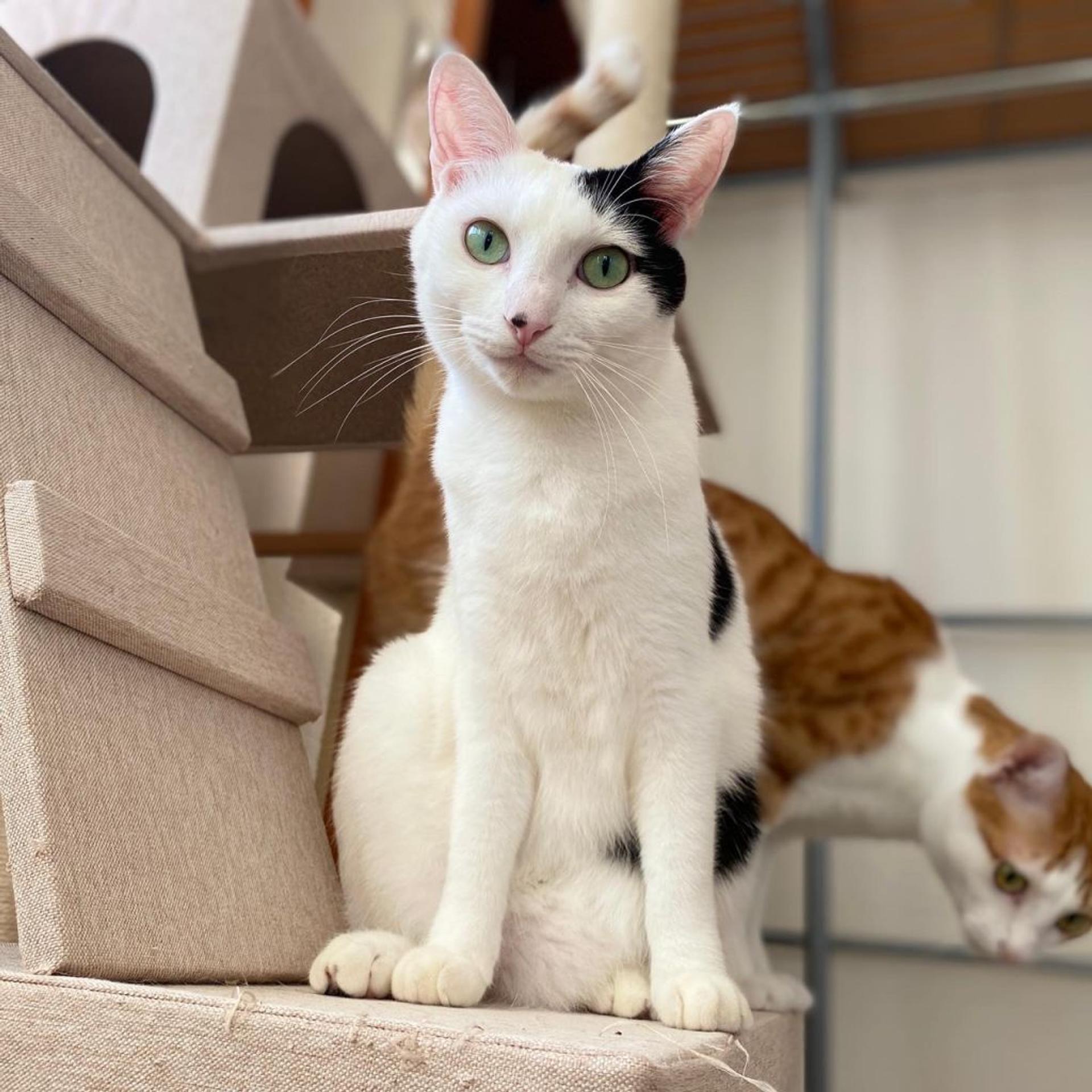 pet-image-5