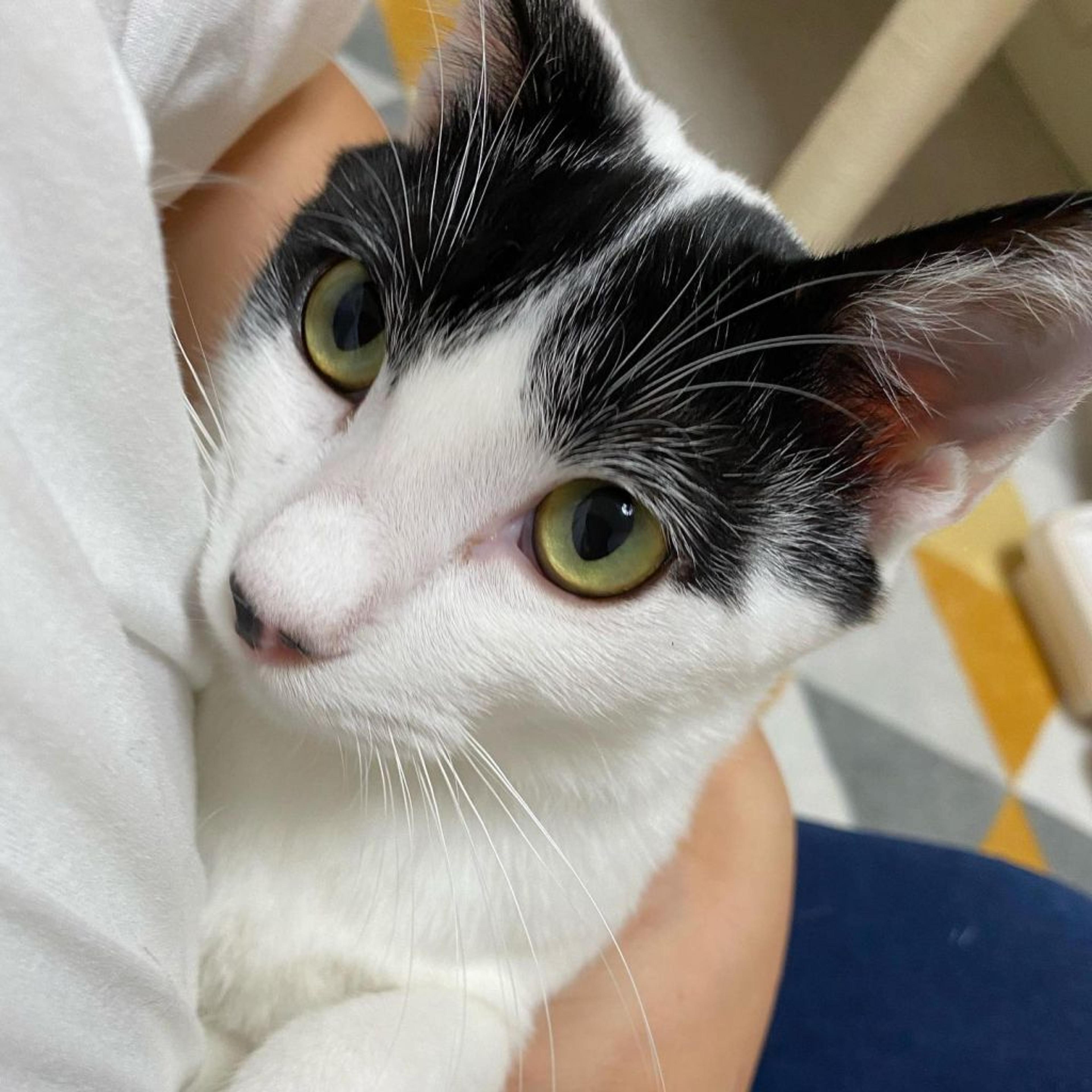 pet-image-2