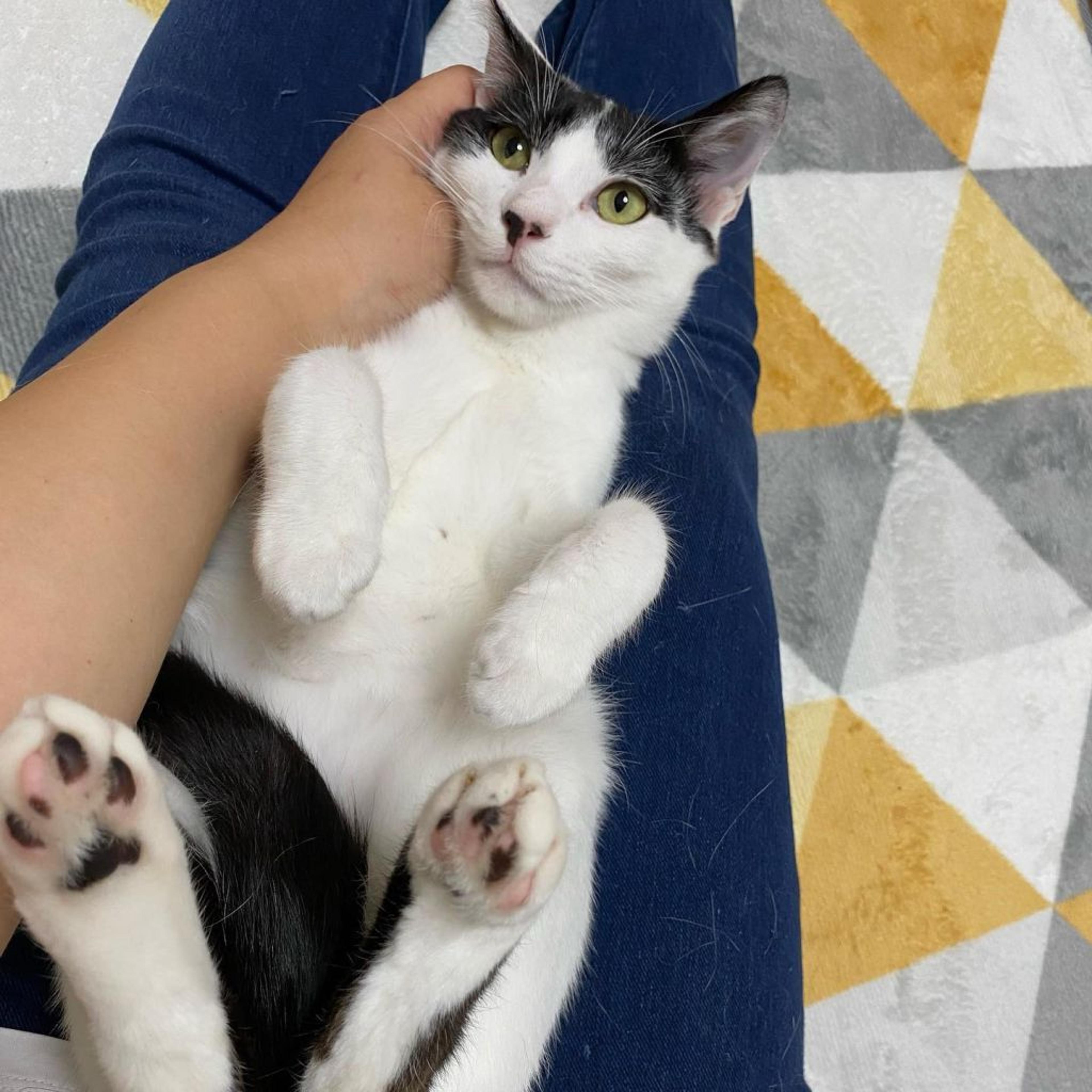 pet-image-3