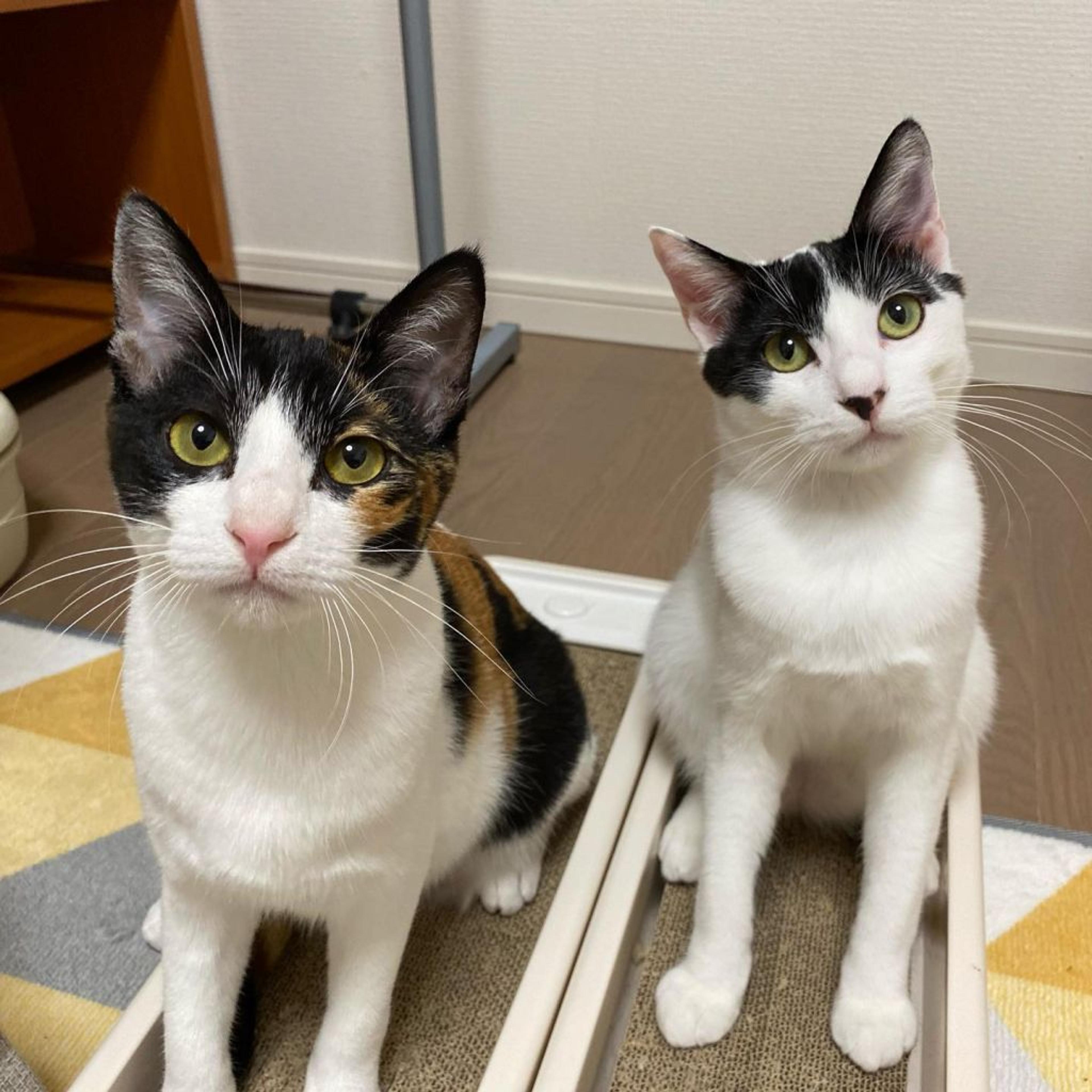 pet-image-5