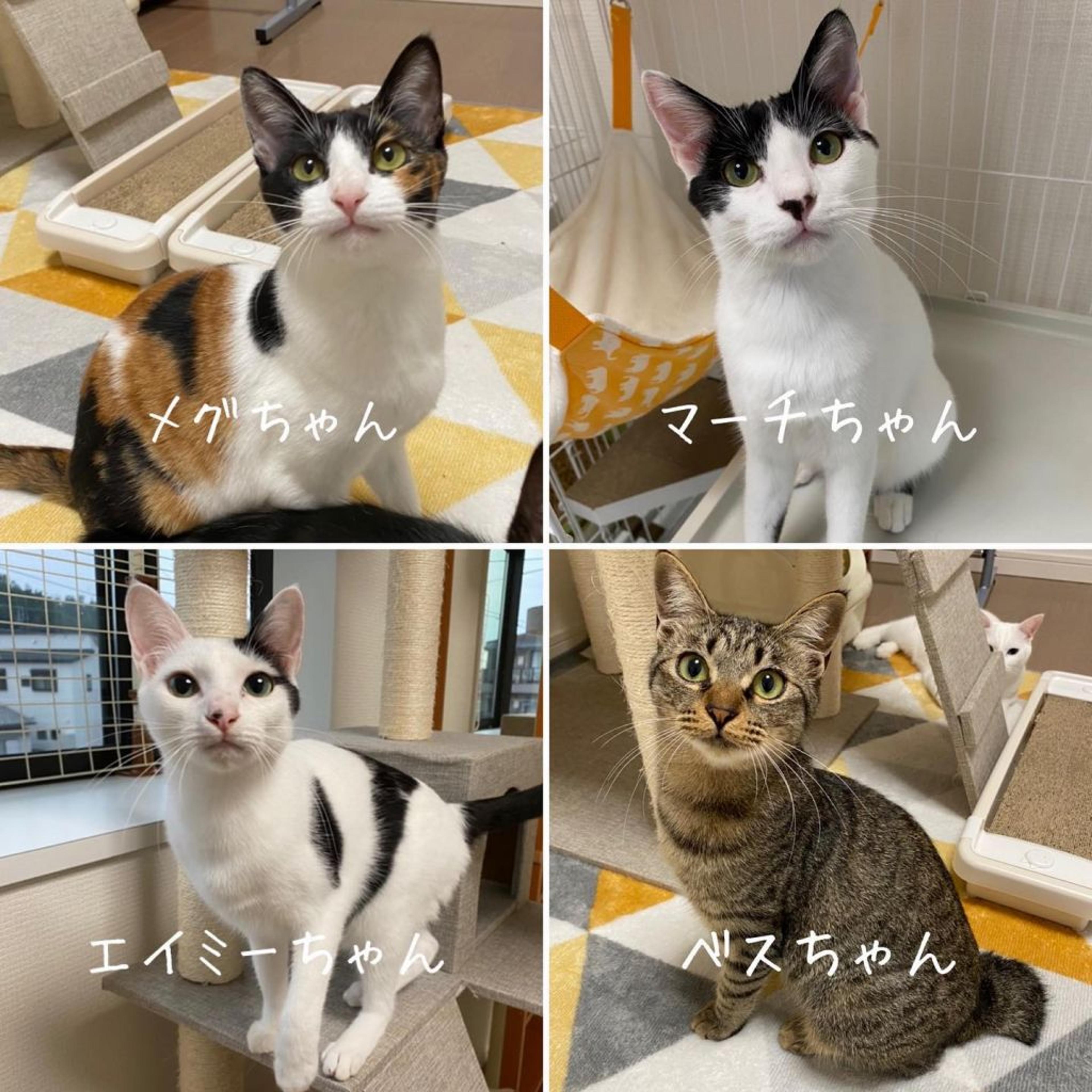 pet-image-7