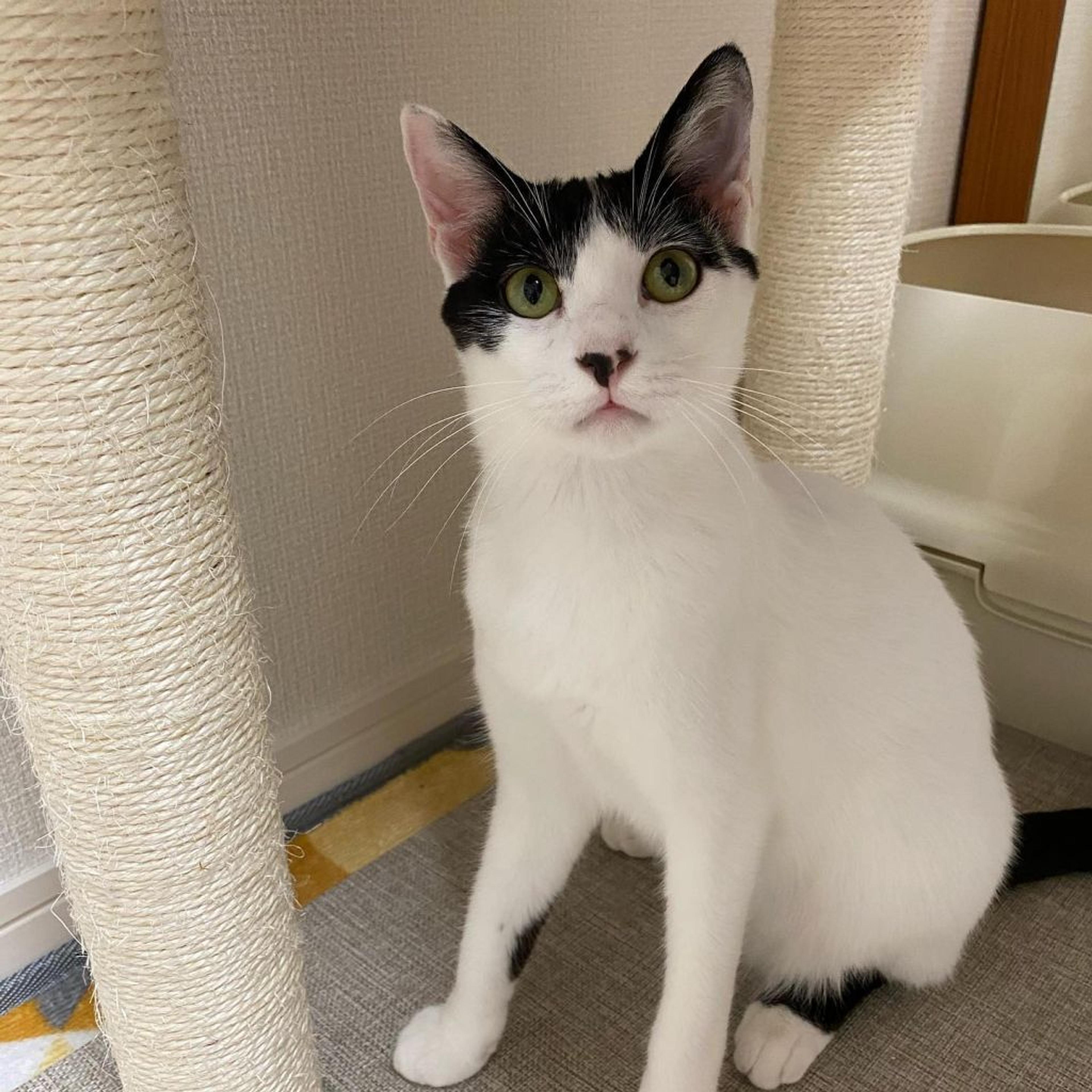 pet-image-8