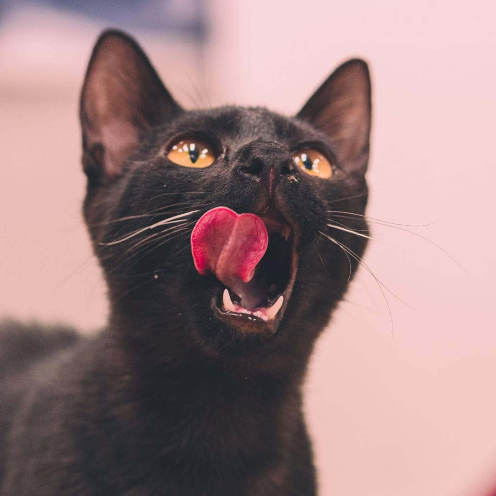 雑種（ミックス猫）・オスの里親募集の写真