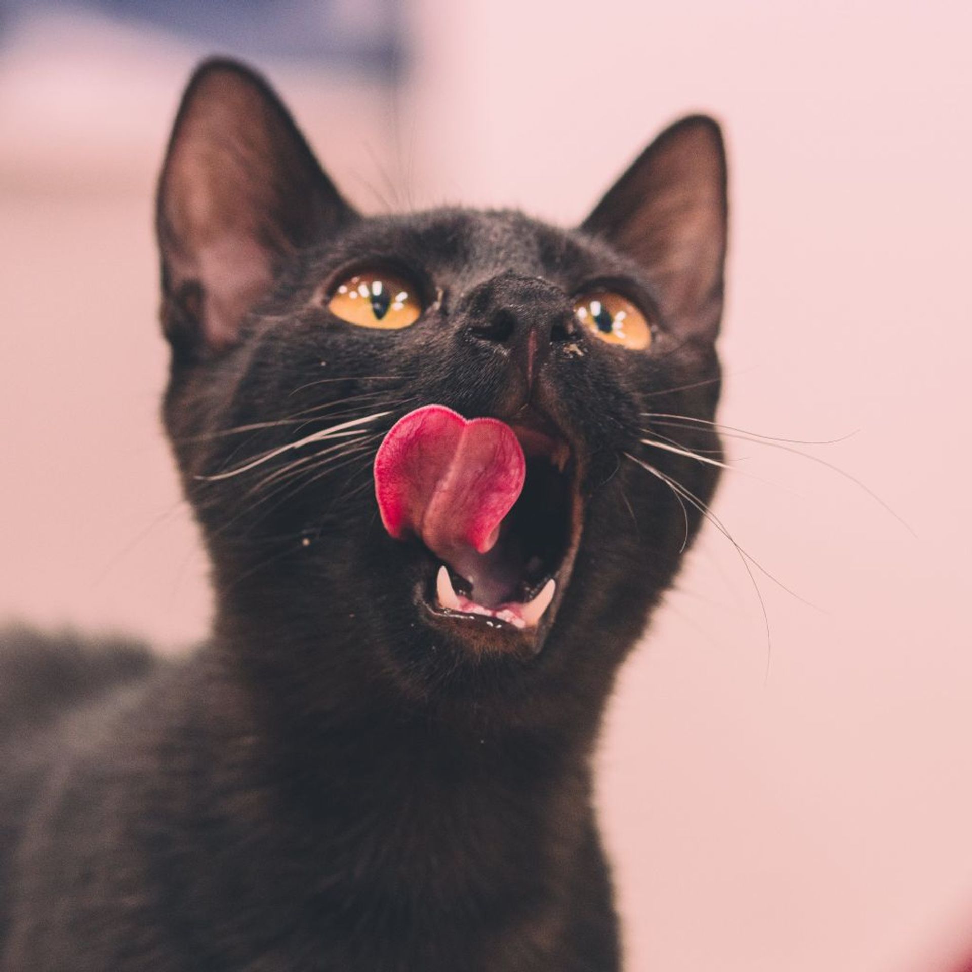 雑種（ミックス猫）・オスの里親募集の写真