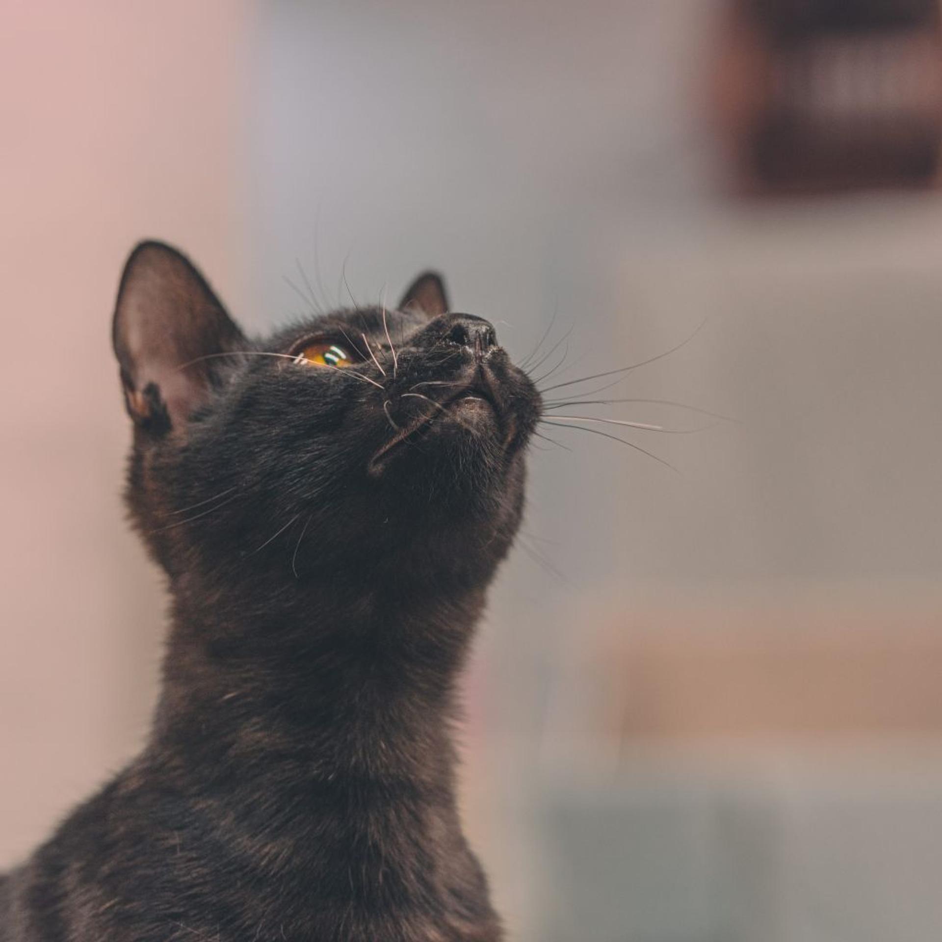 pet-image-4