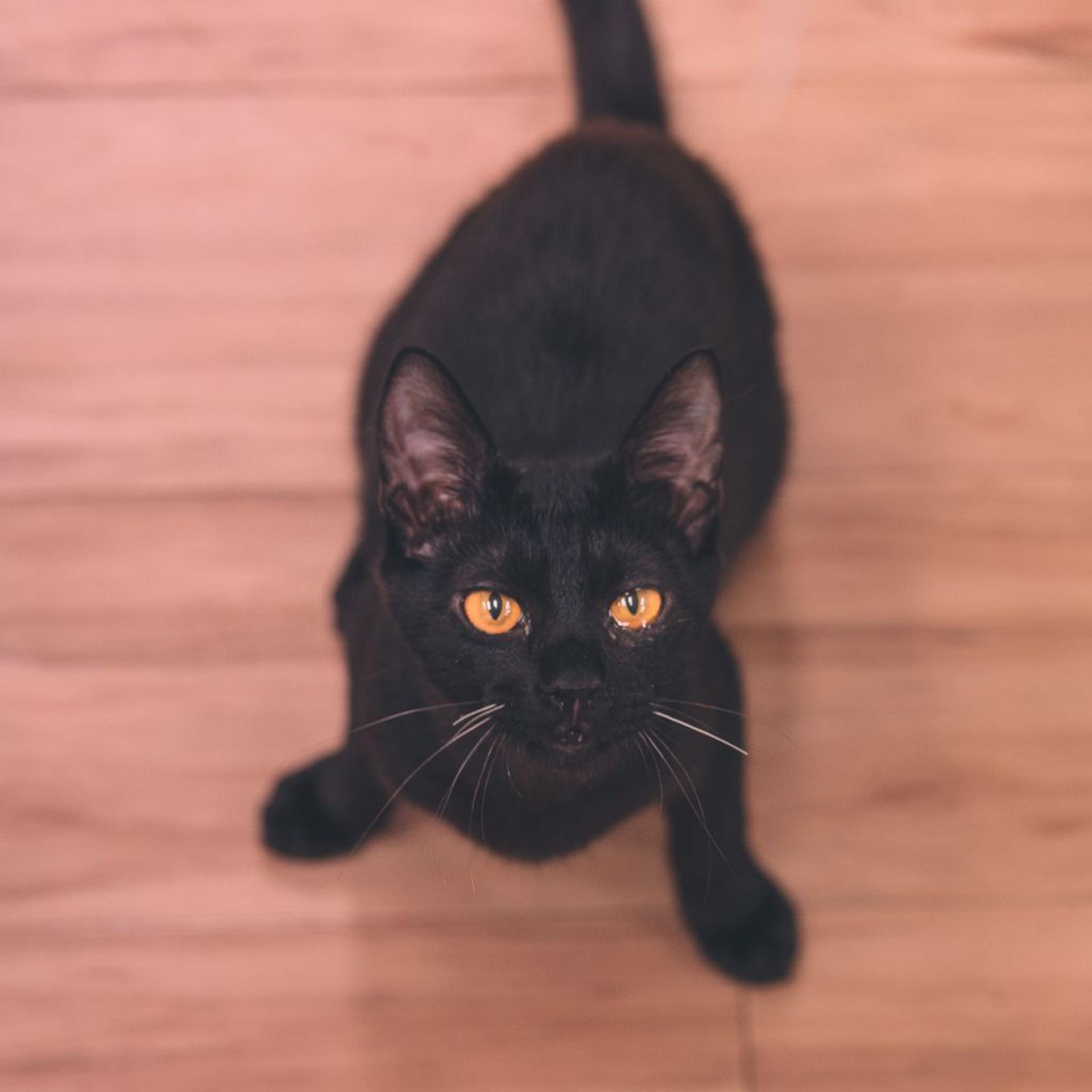pet-image-5
