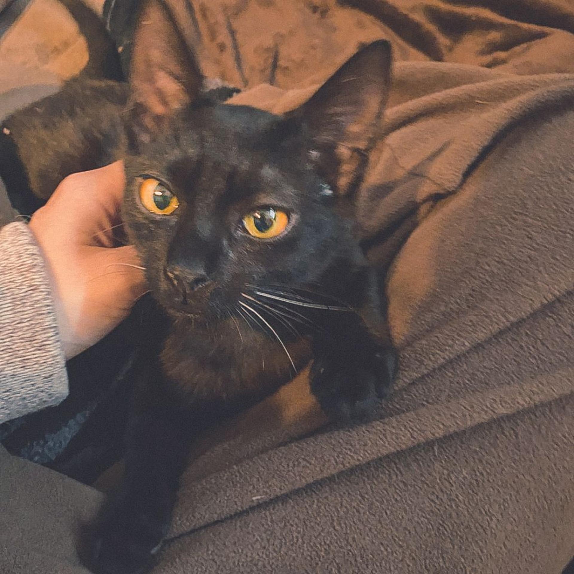 pet-image-6
