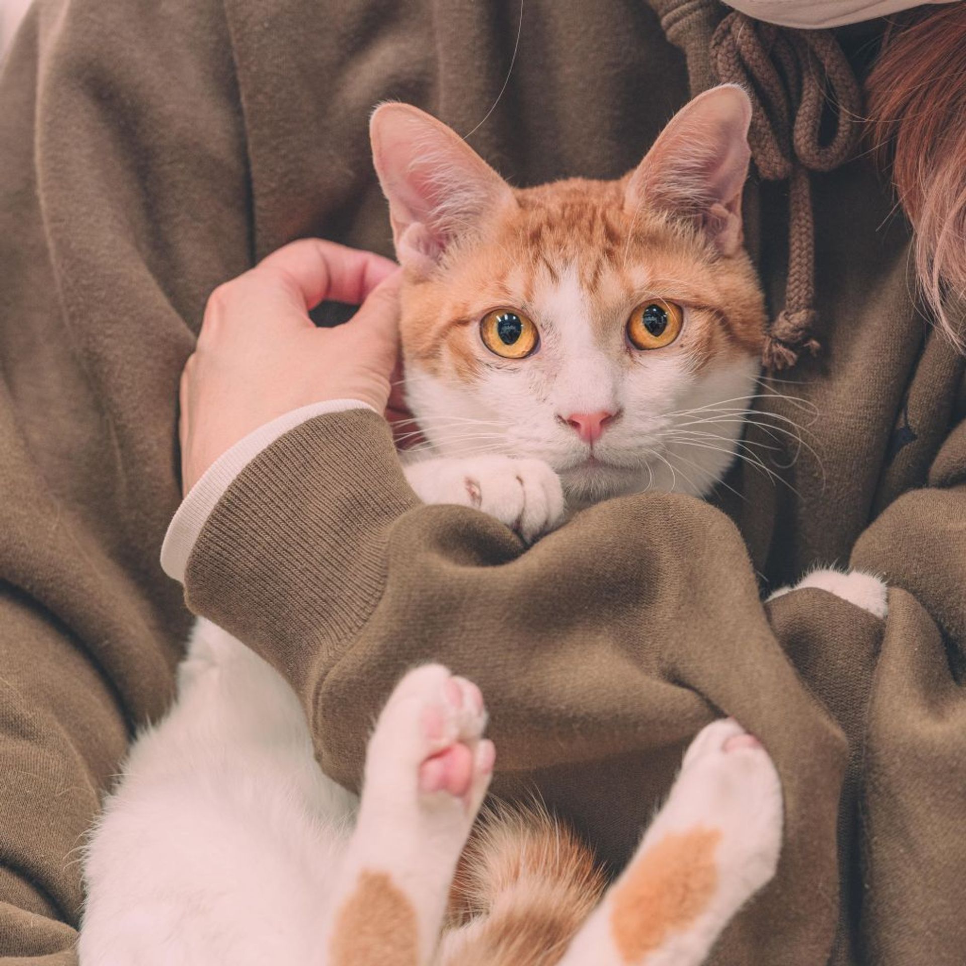 雑種（ミックス猫）・オスの里親募集の写真