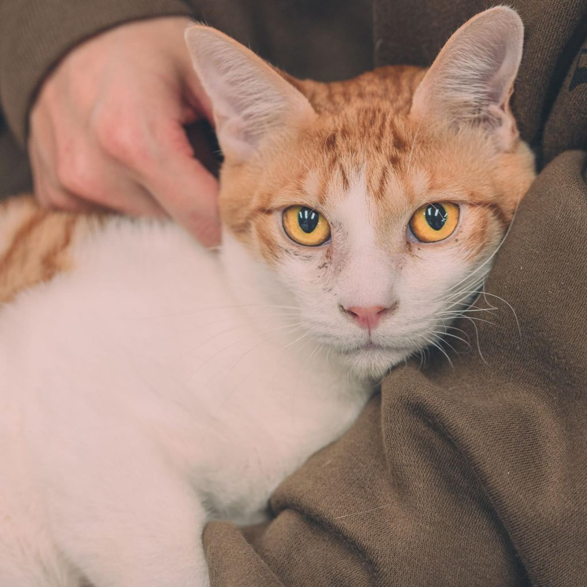pet-image-2