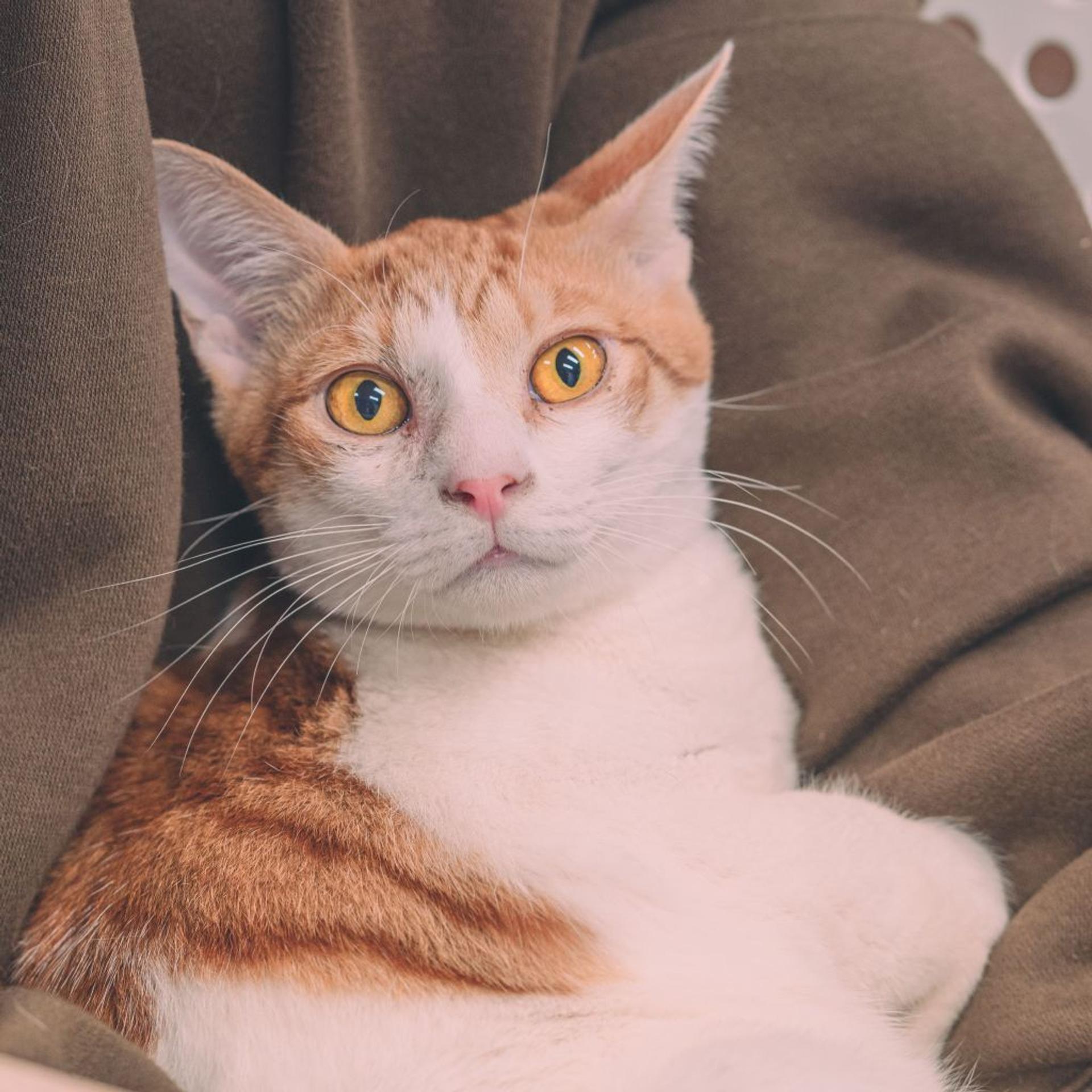 pet-image-3