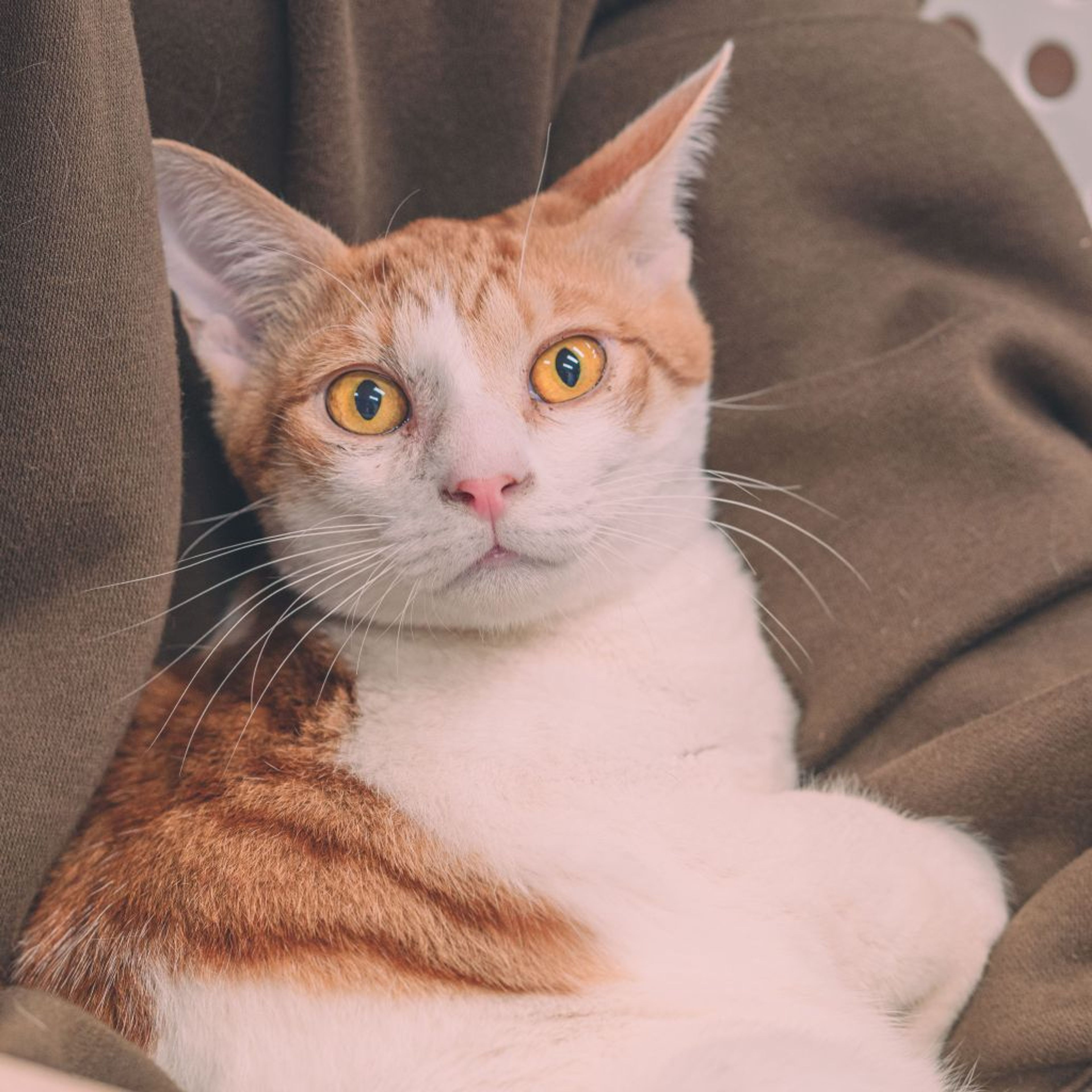 pet-image-3