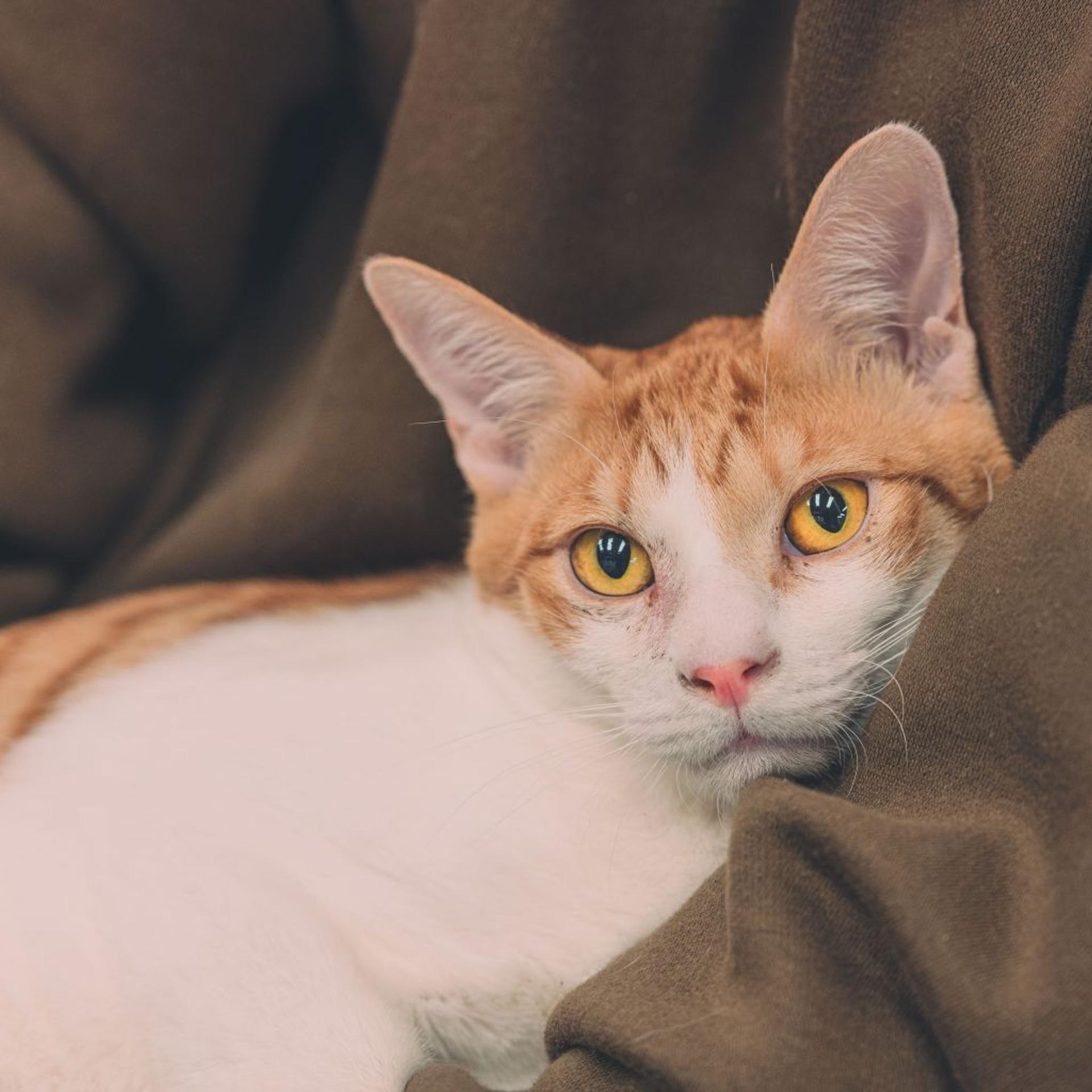 pet-image-4
