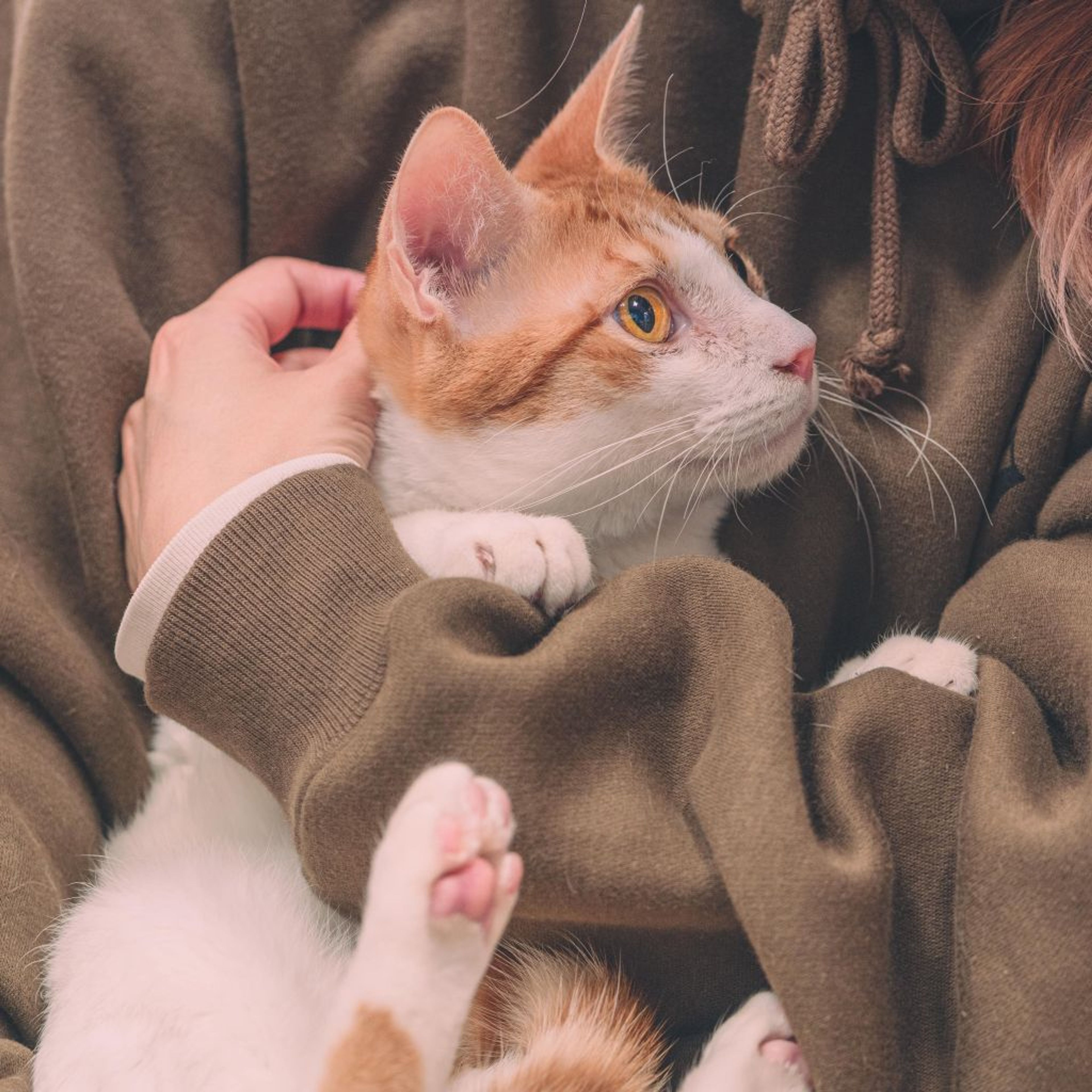 pet-image-5