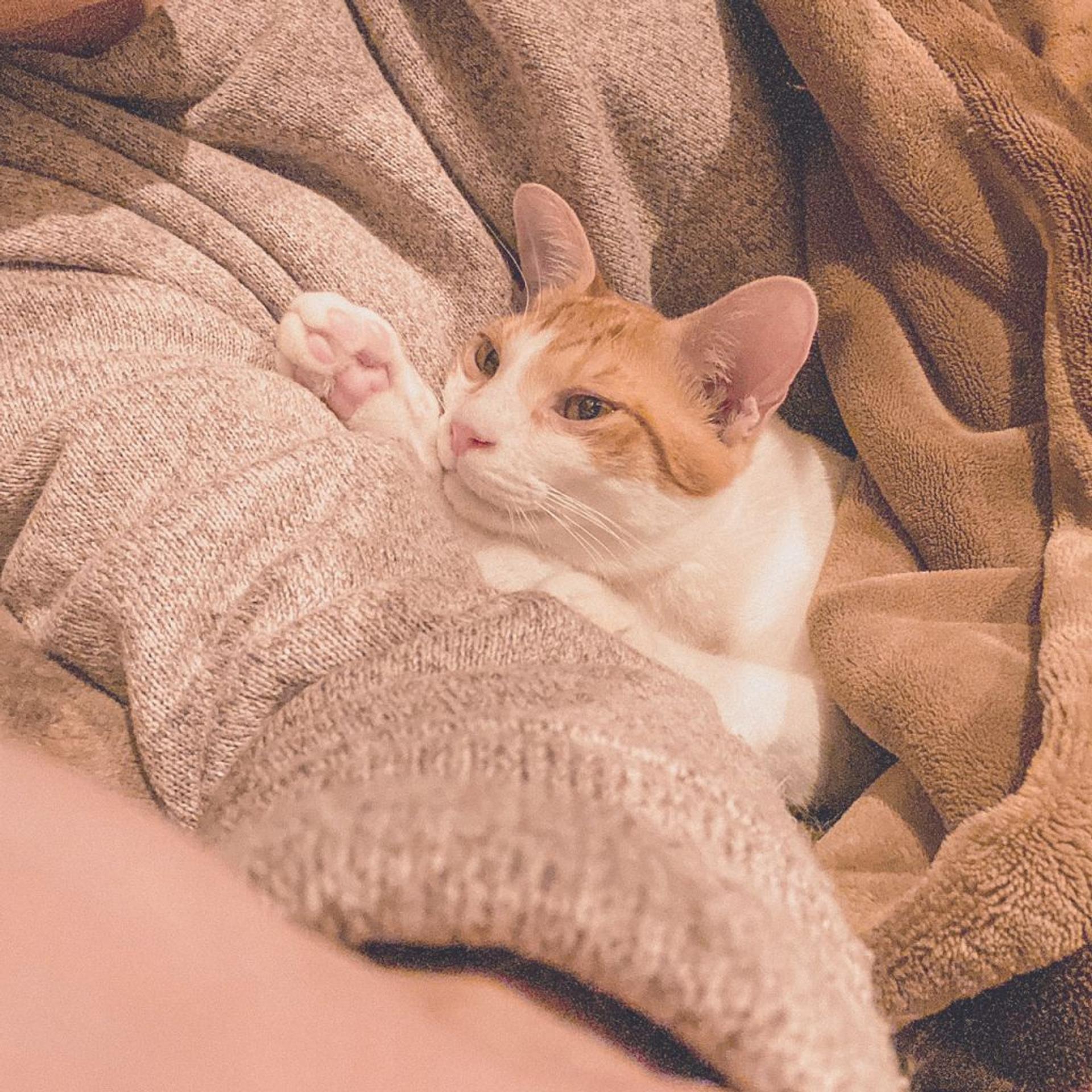 pet-image-6