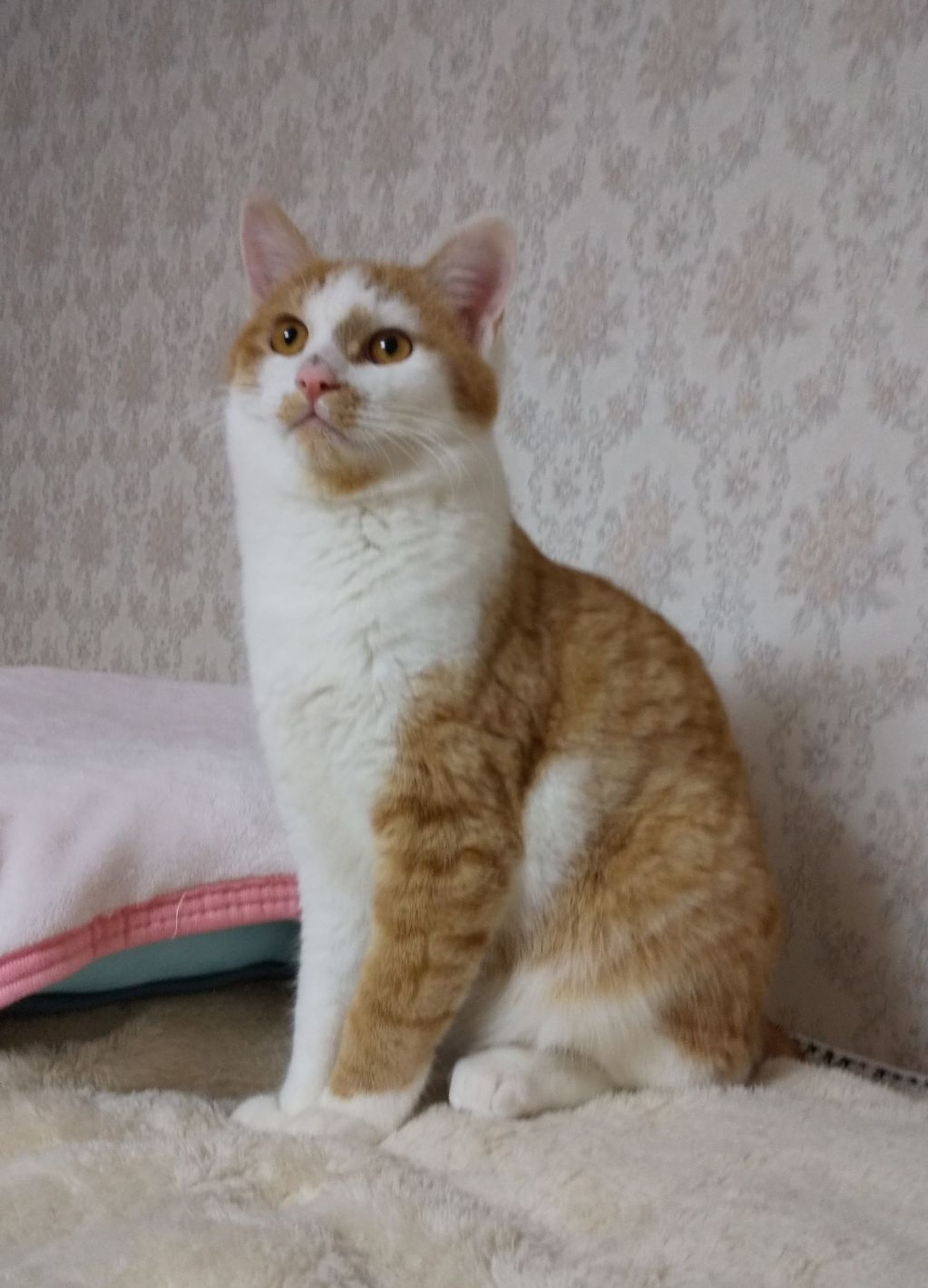 雑種（ミックス猫）・オスの里親募集の写真