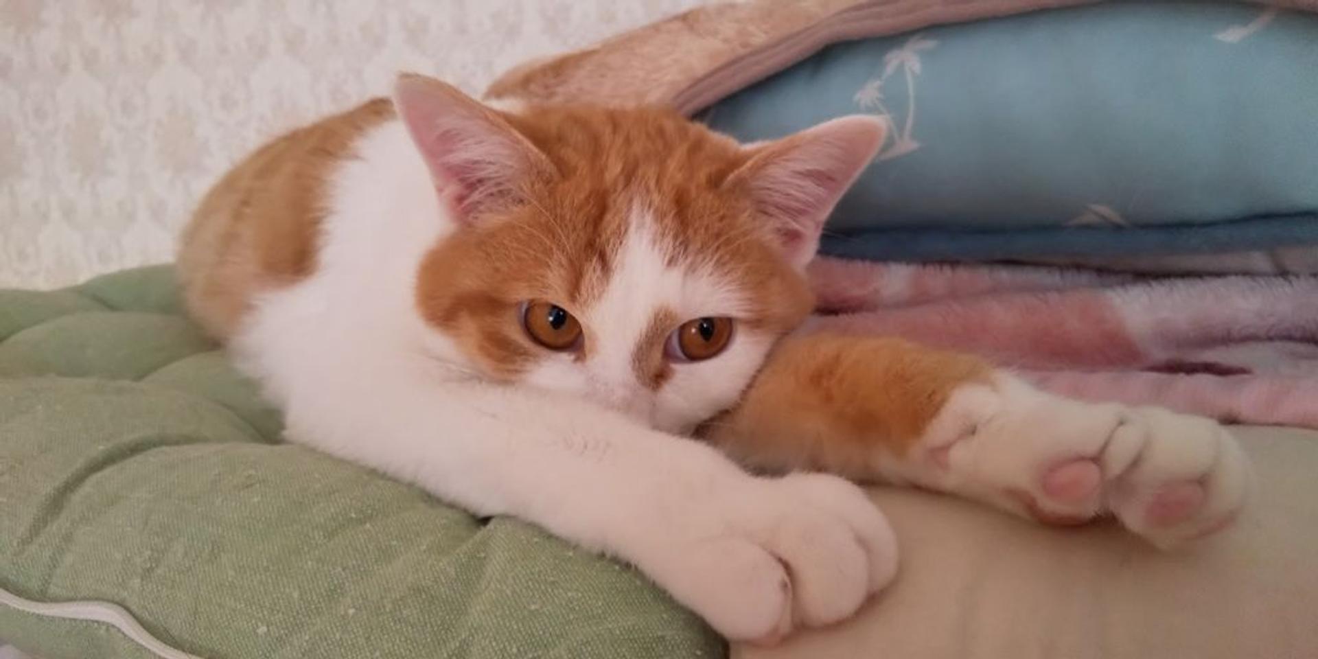 pet-image-4