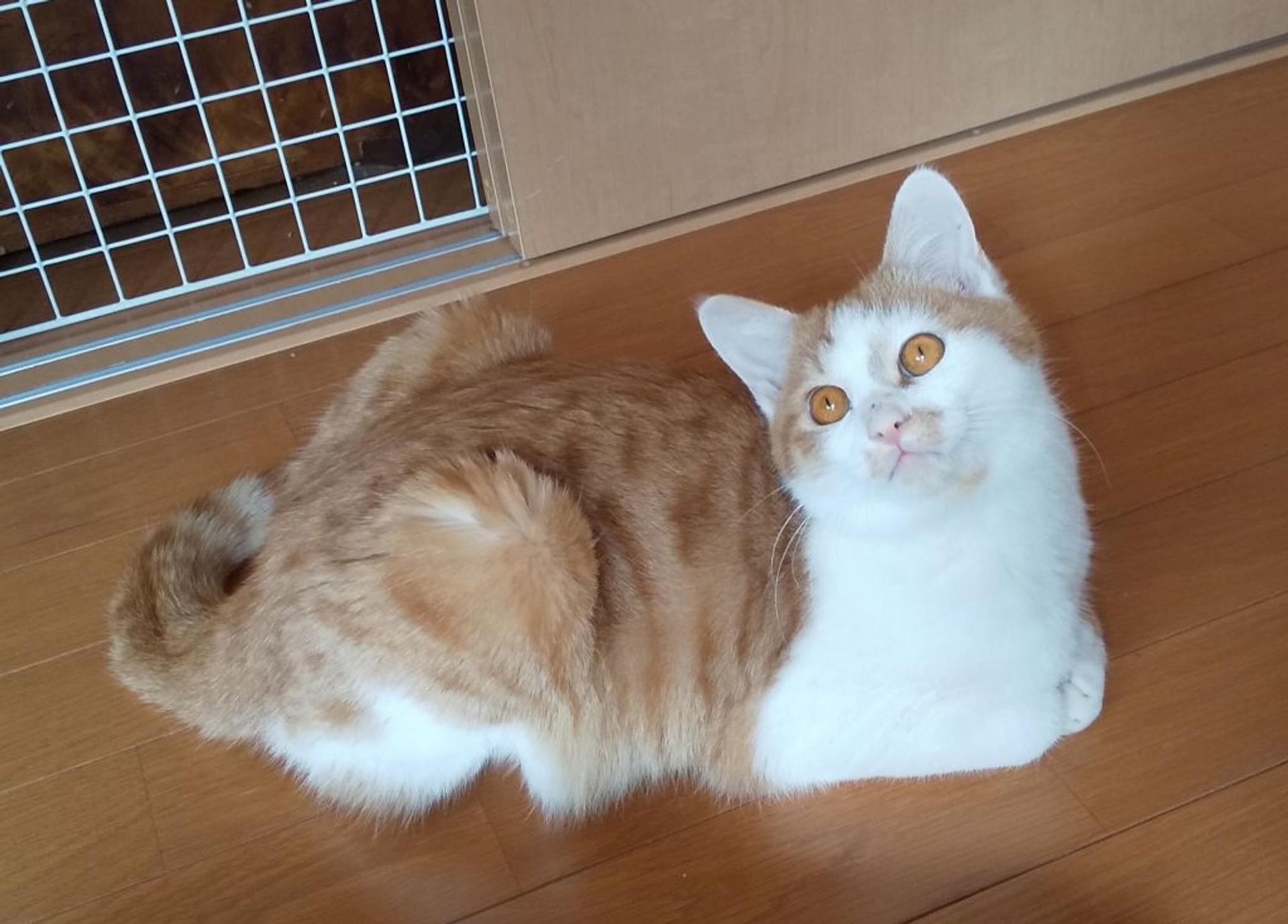 pet-image-5