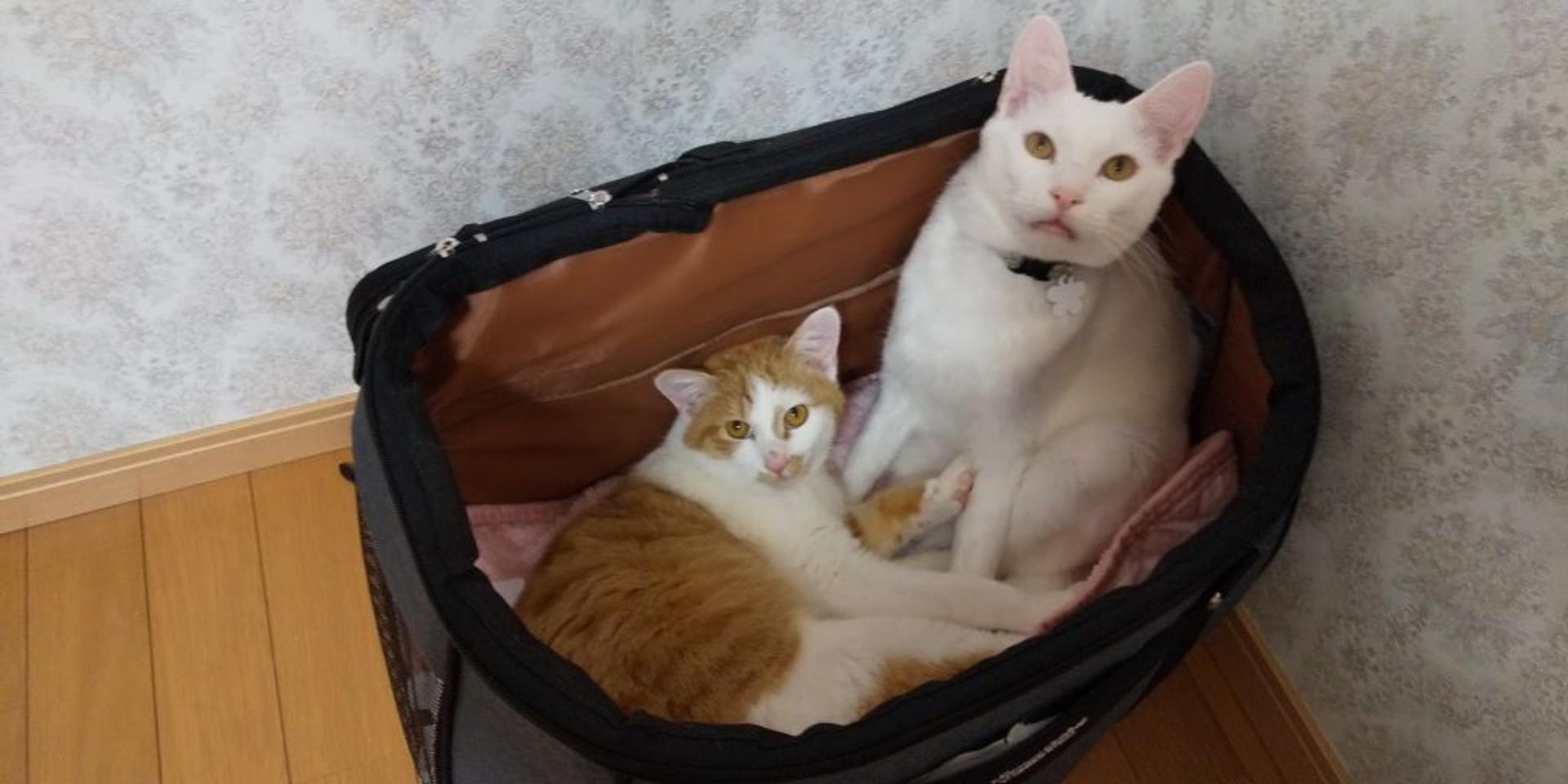 pet-image-6