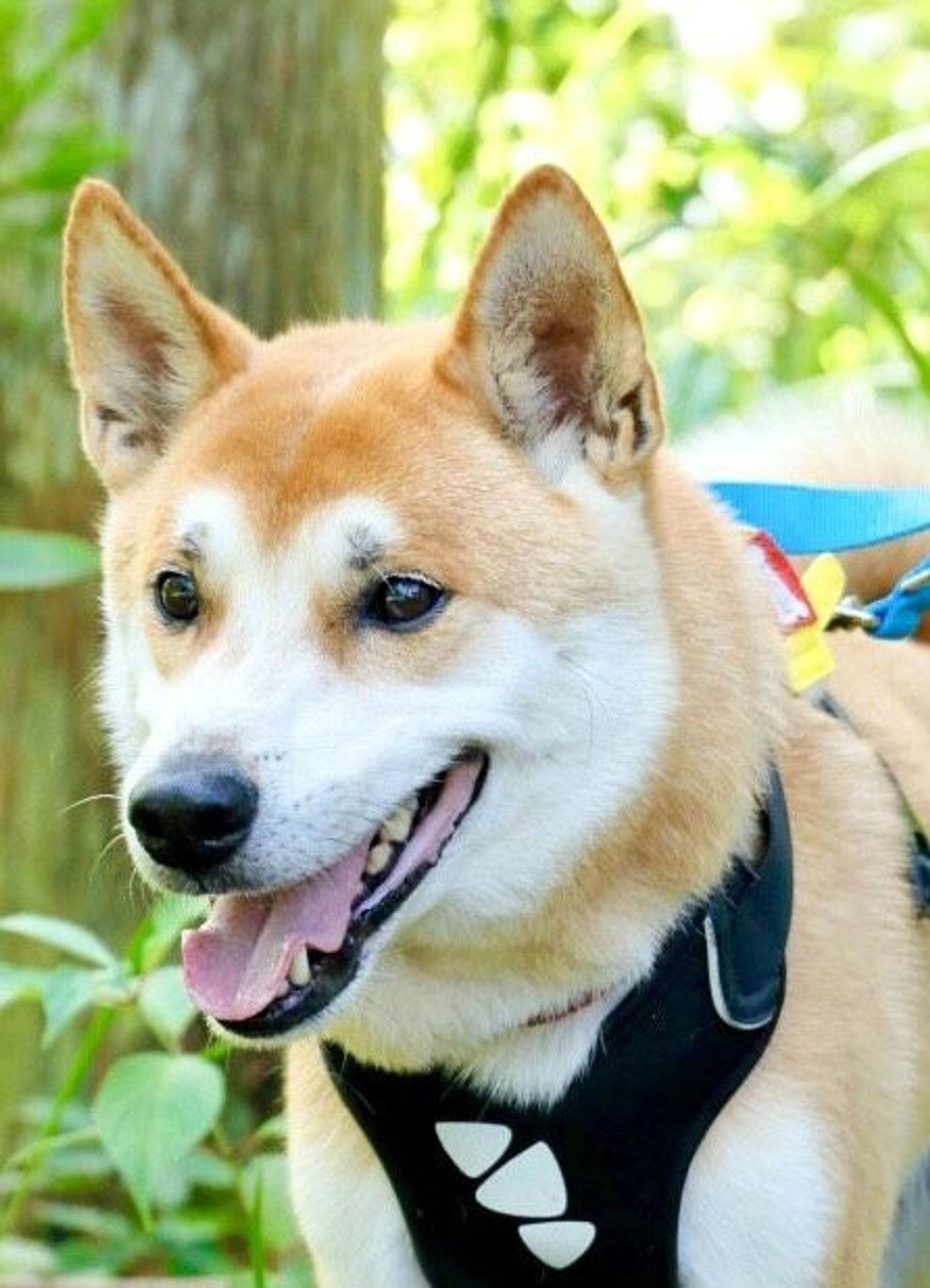 雑種（ミックス犬）・オスの里親募集の写真