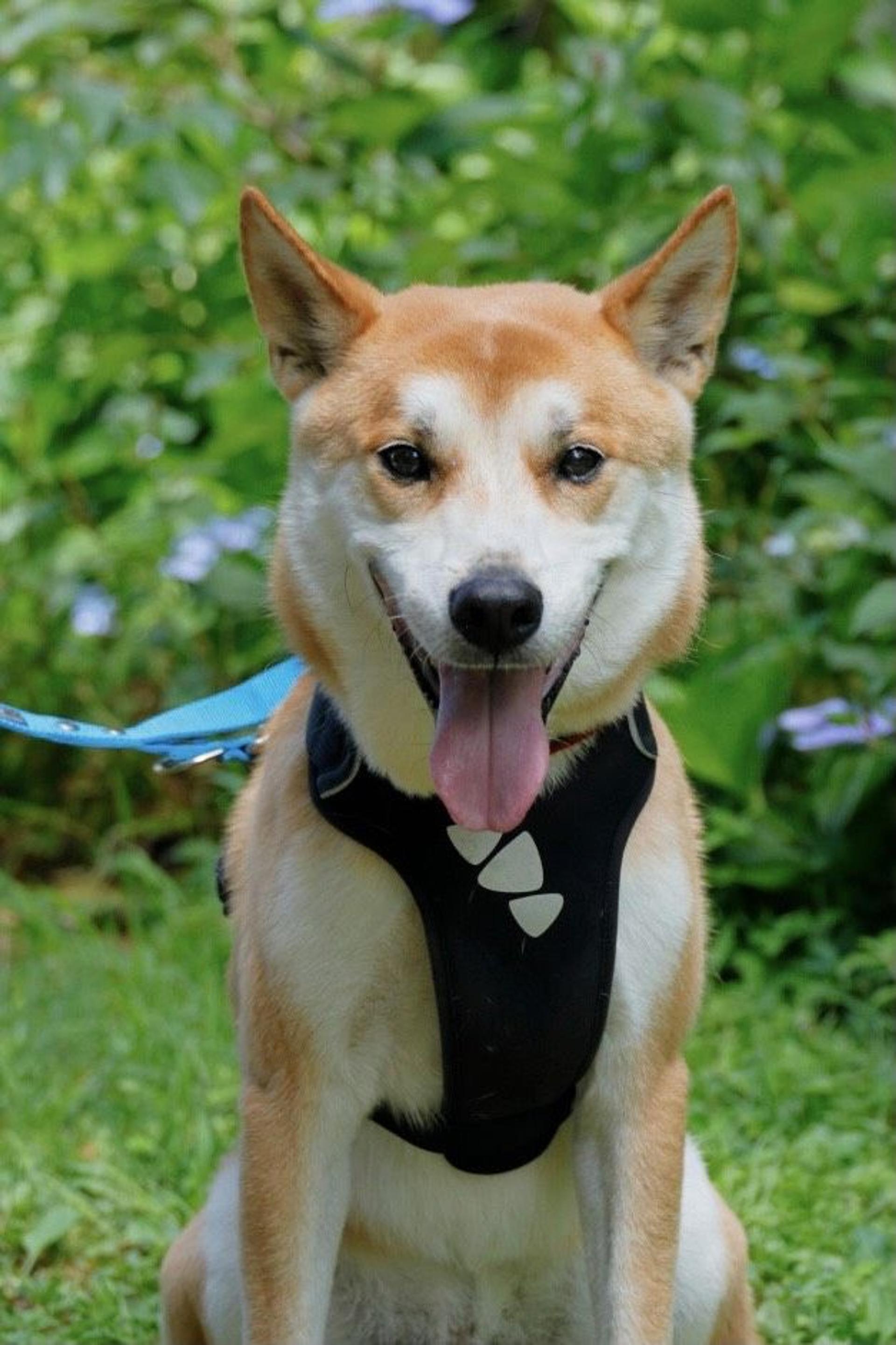 pet-image-5