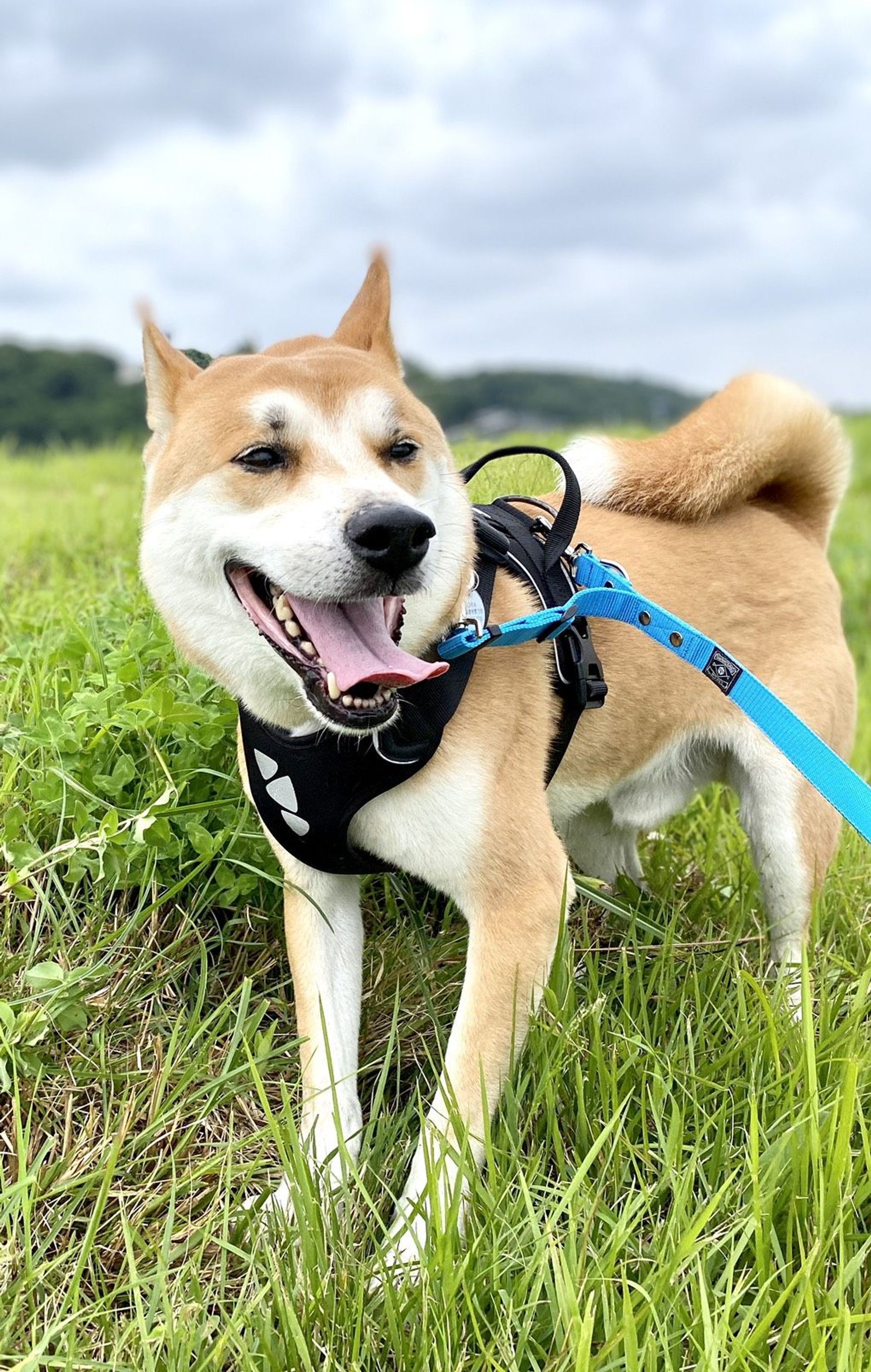 雑種（ミックス犬）・オスの里親募集の写真