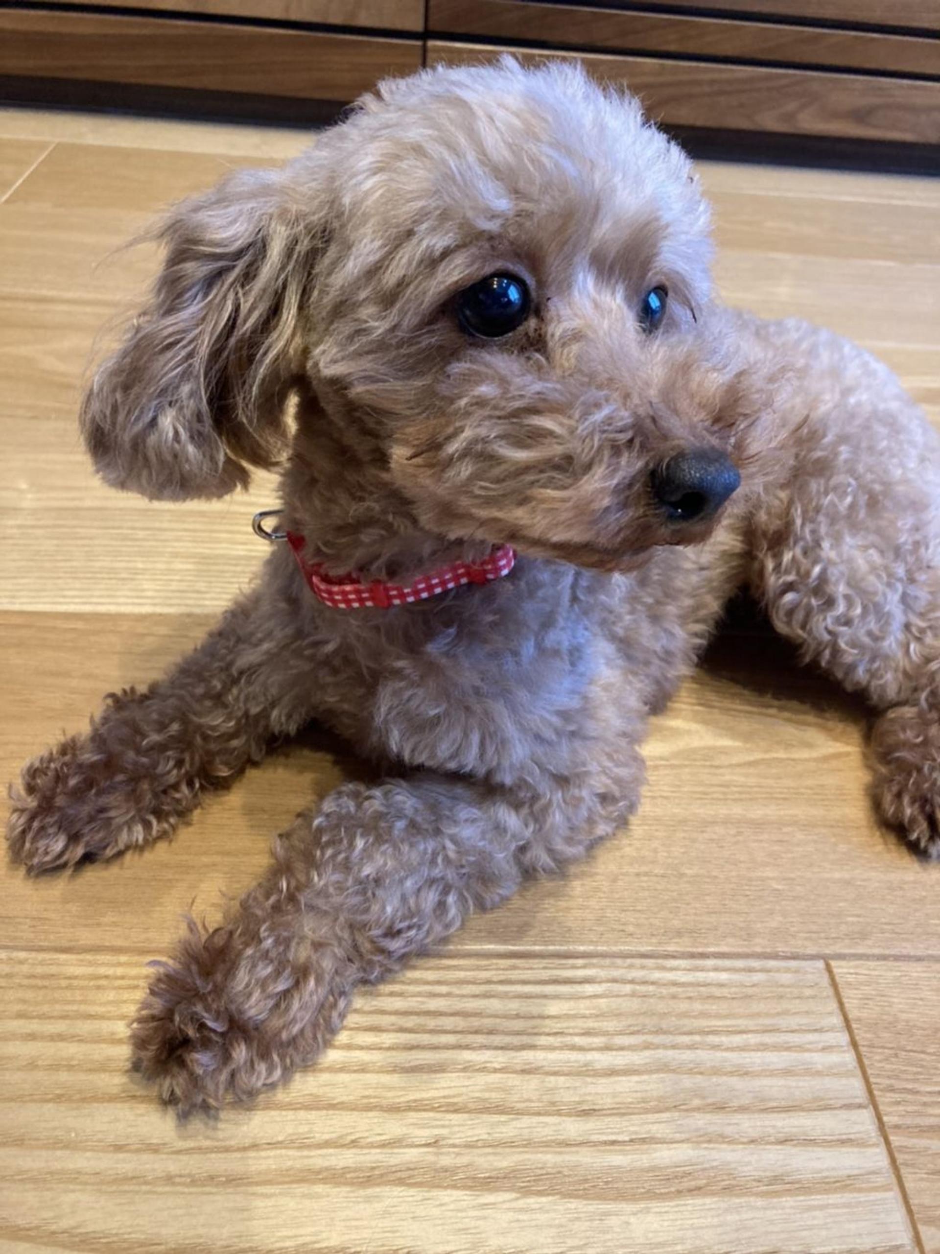 pet-image-2