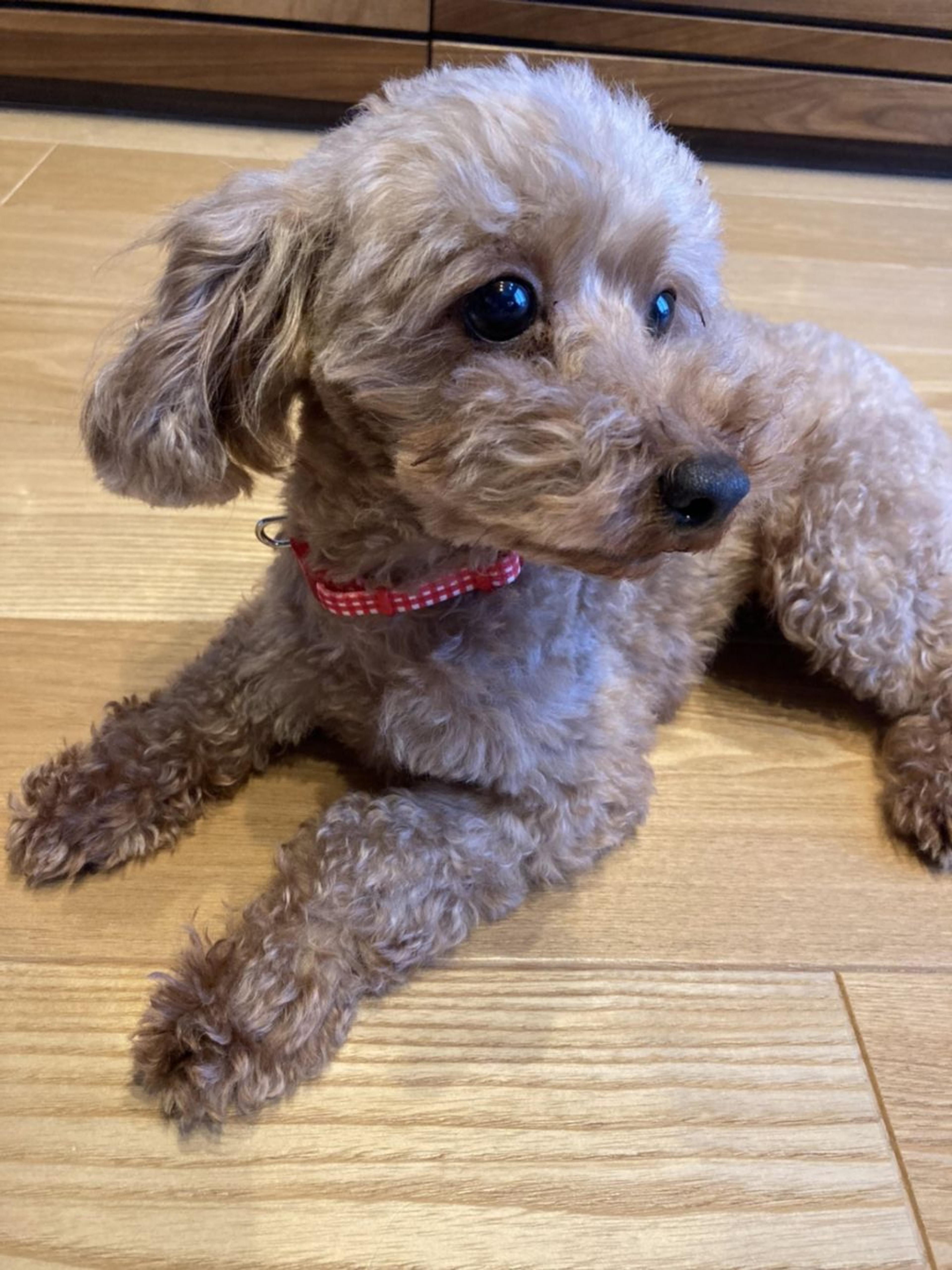 pet-image-2
