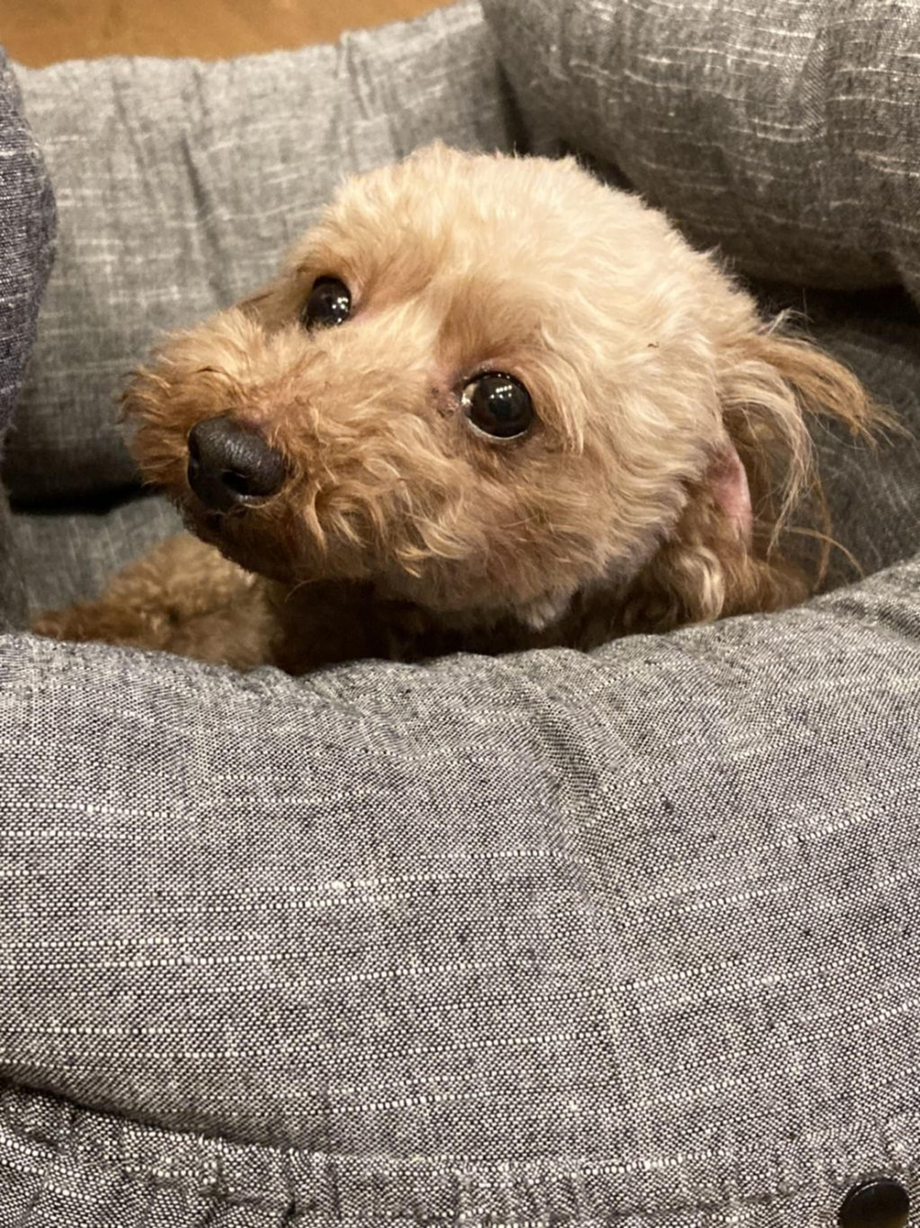 pet-image-3